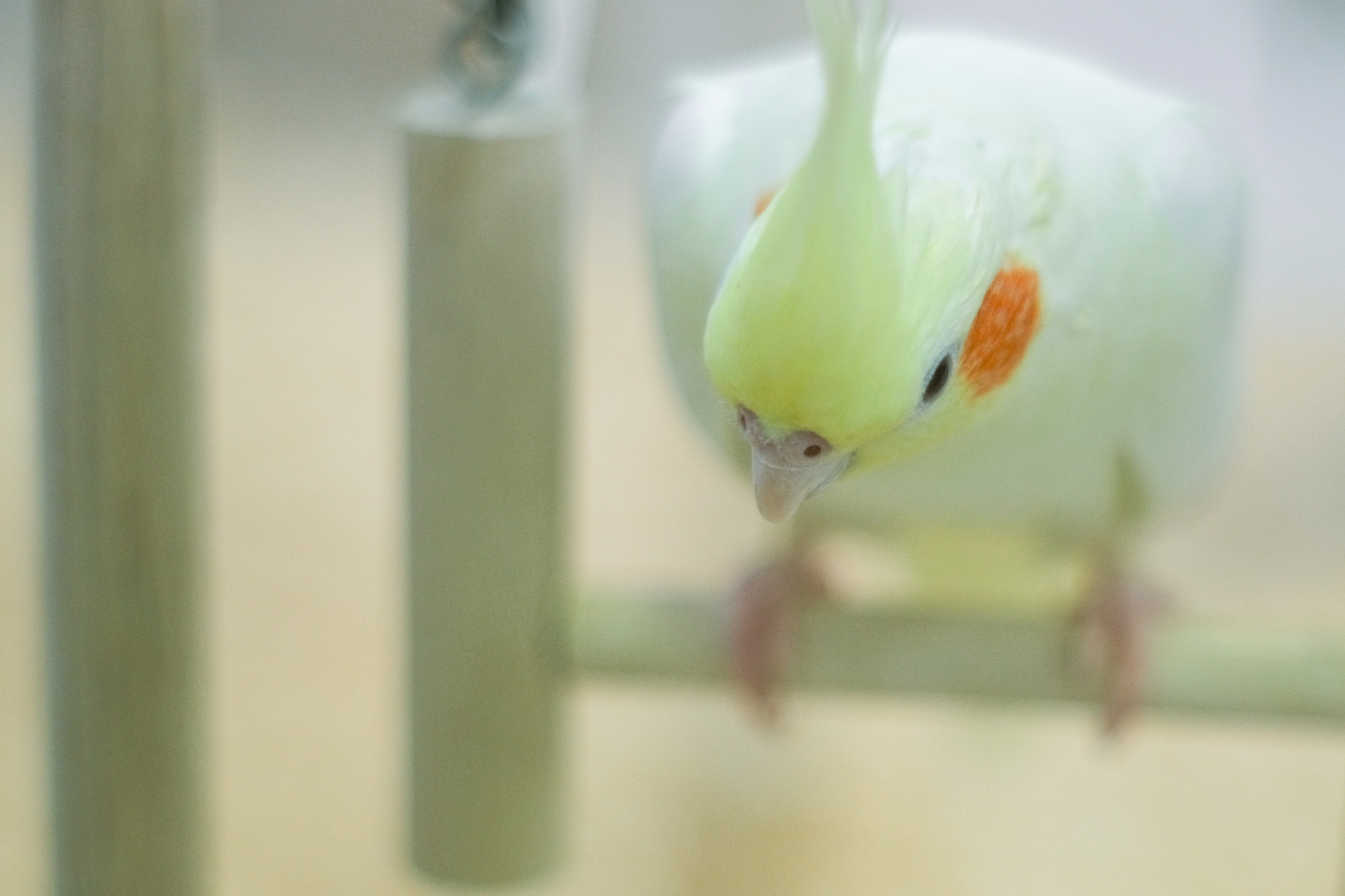 Un piccolo cockatiel su un ramo con piume verdi e guance arancioni