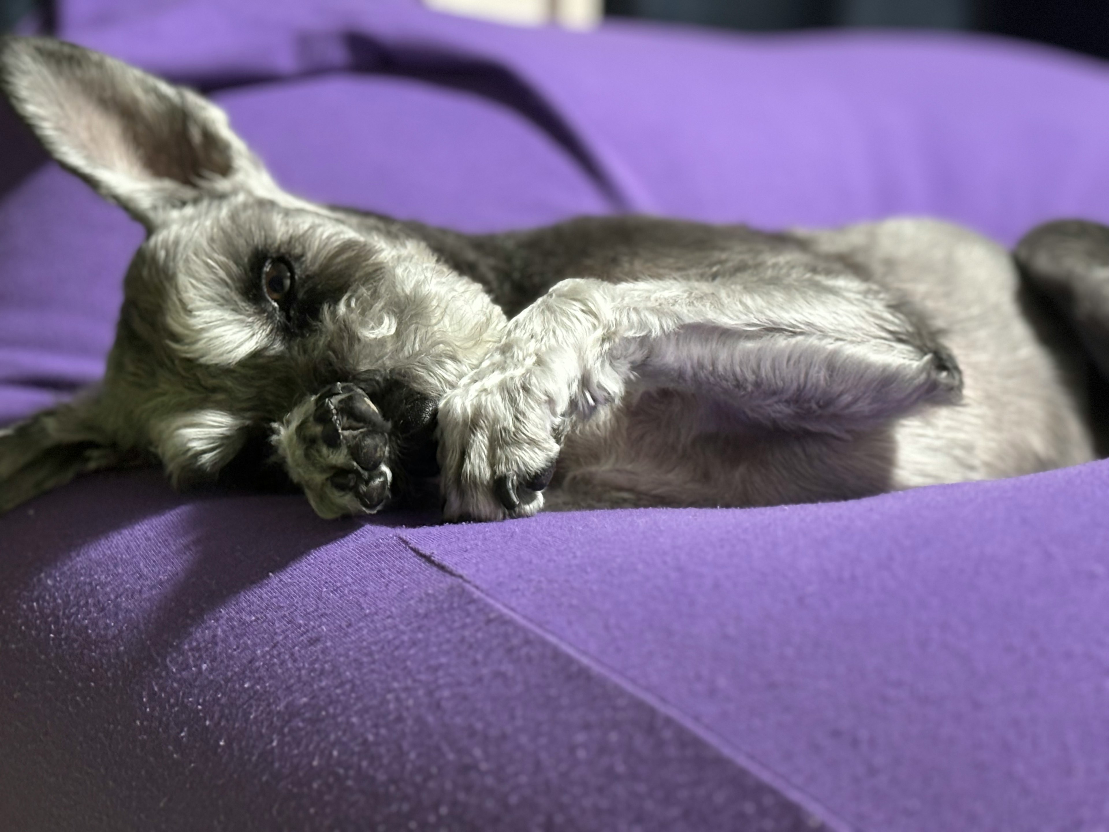 Perro pequeño durmiendo sobre un cojín morado