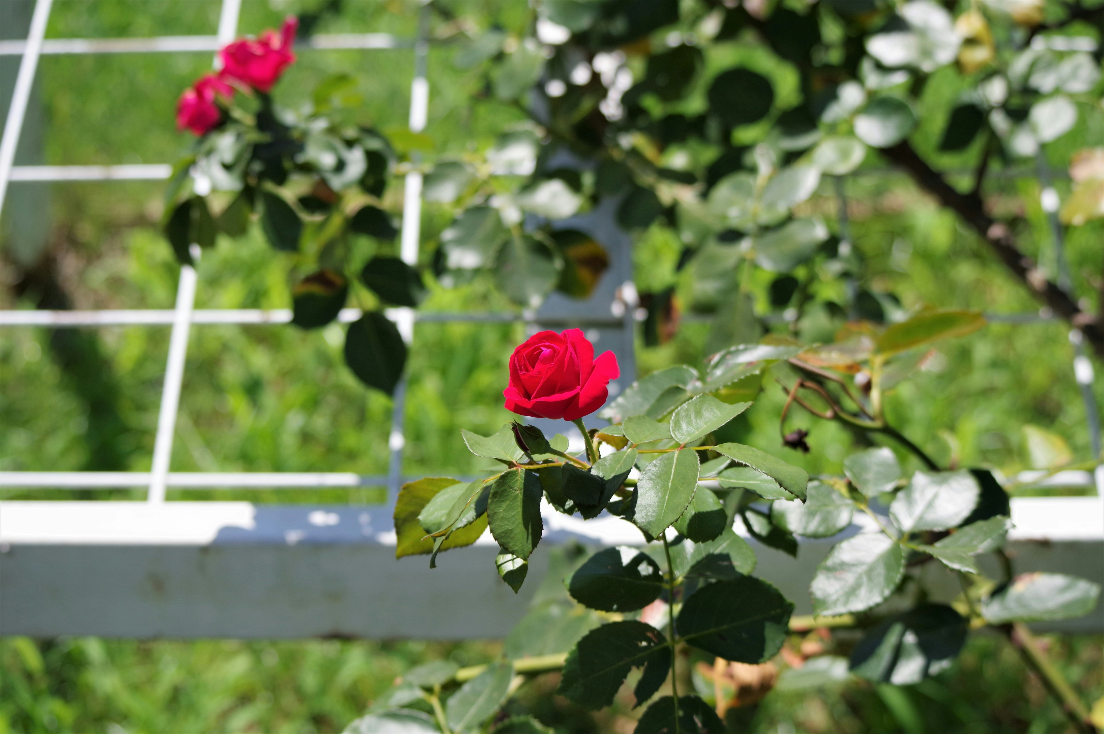 Red rose blooming against a green background with leaves