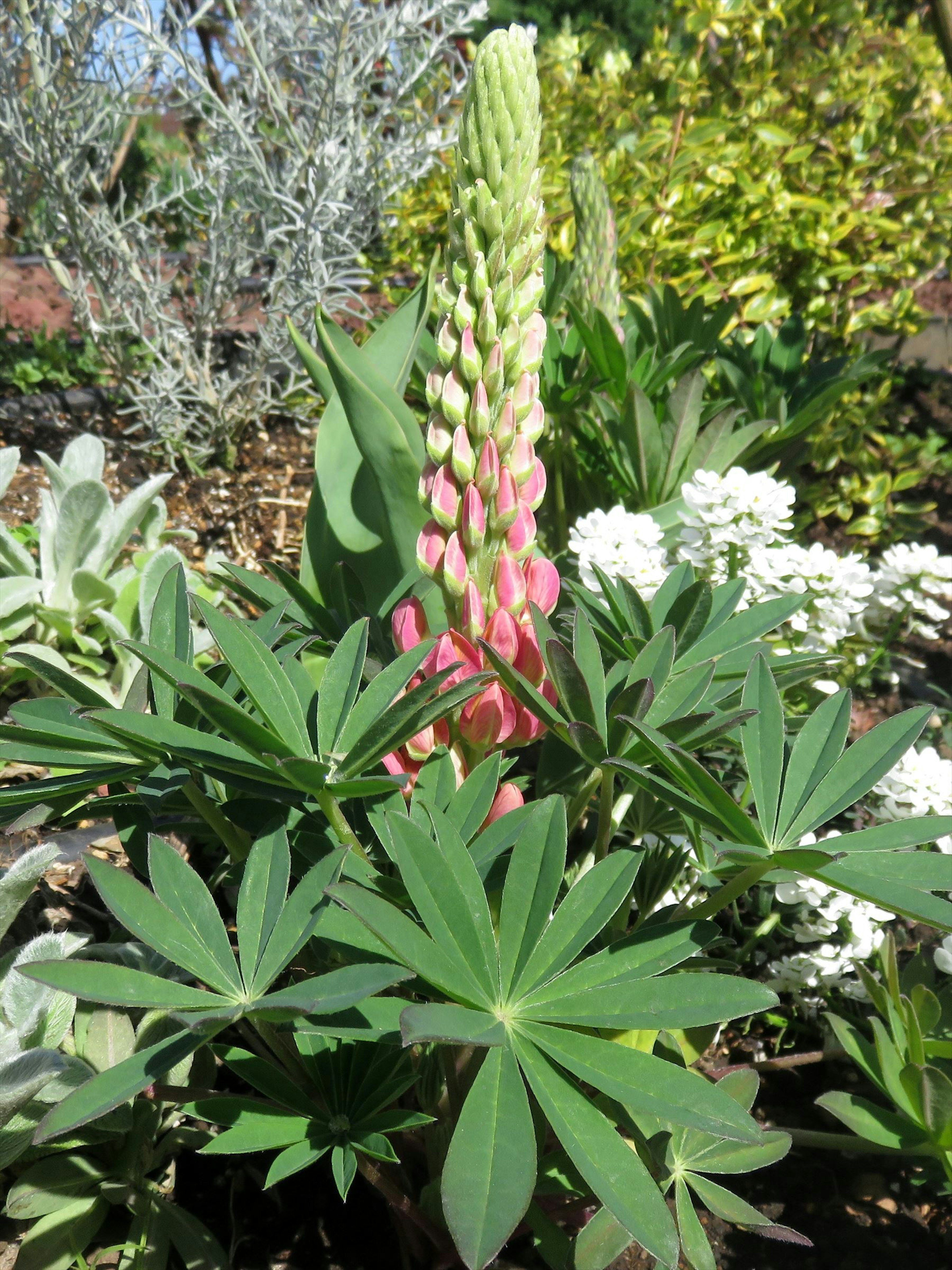 Lupinenpflanze mit grünen Blättern und rosa Blumen