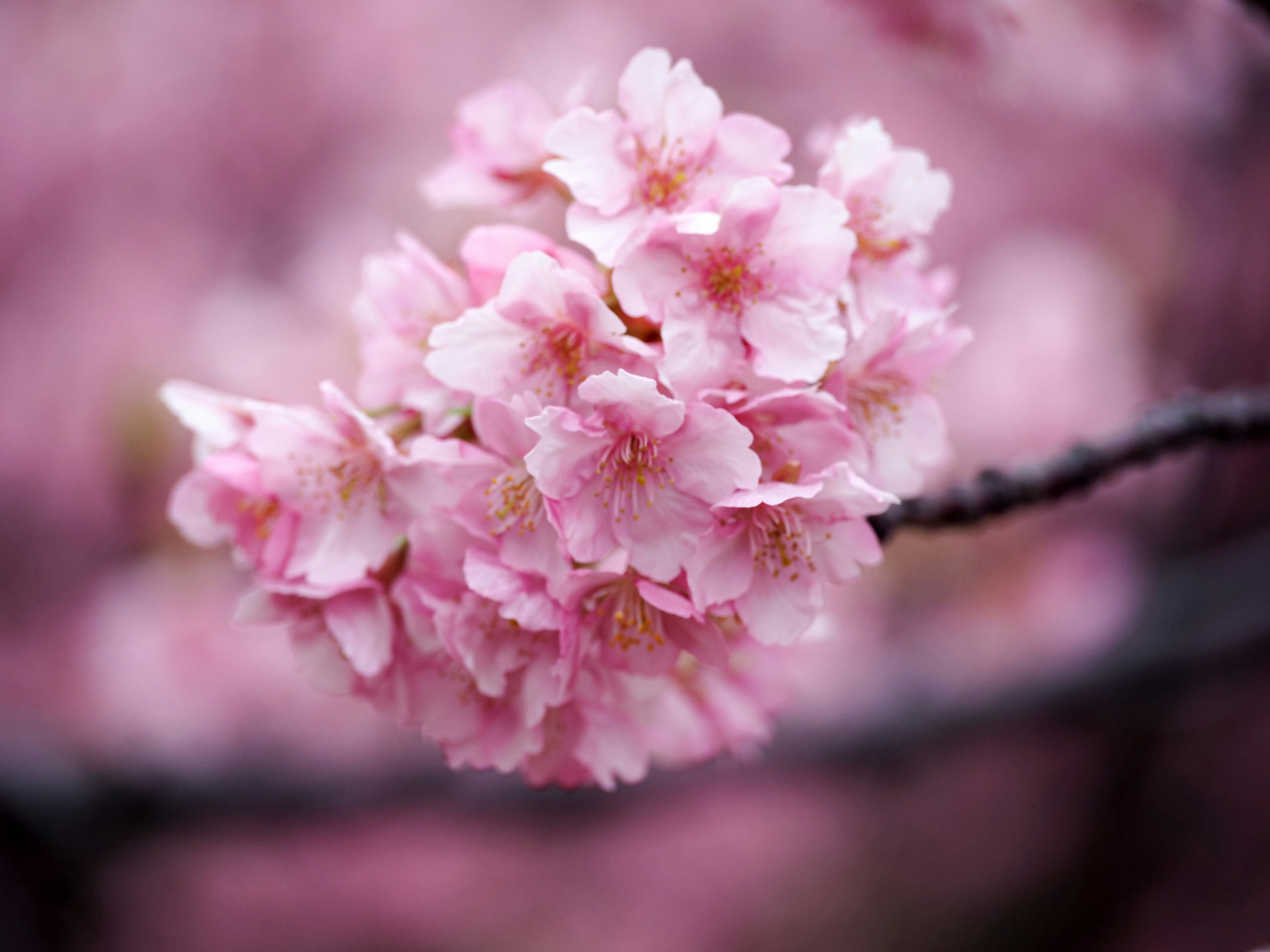 淡いピンク色の桜の花が咲いている枝のクローズアップ