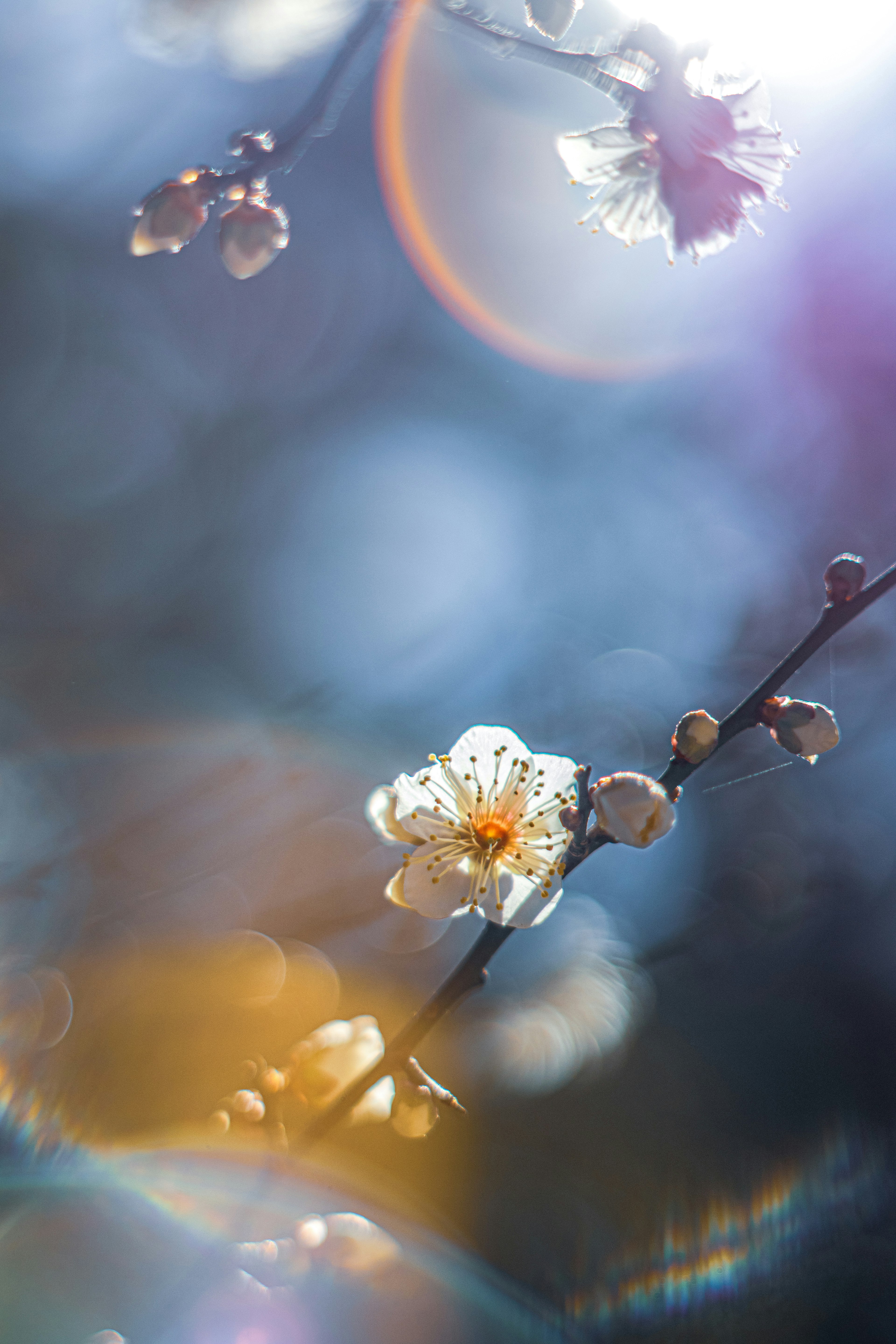 Hermosas flores y gotas de agua brillan en la luz