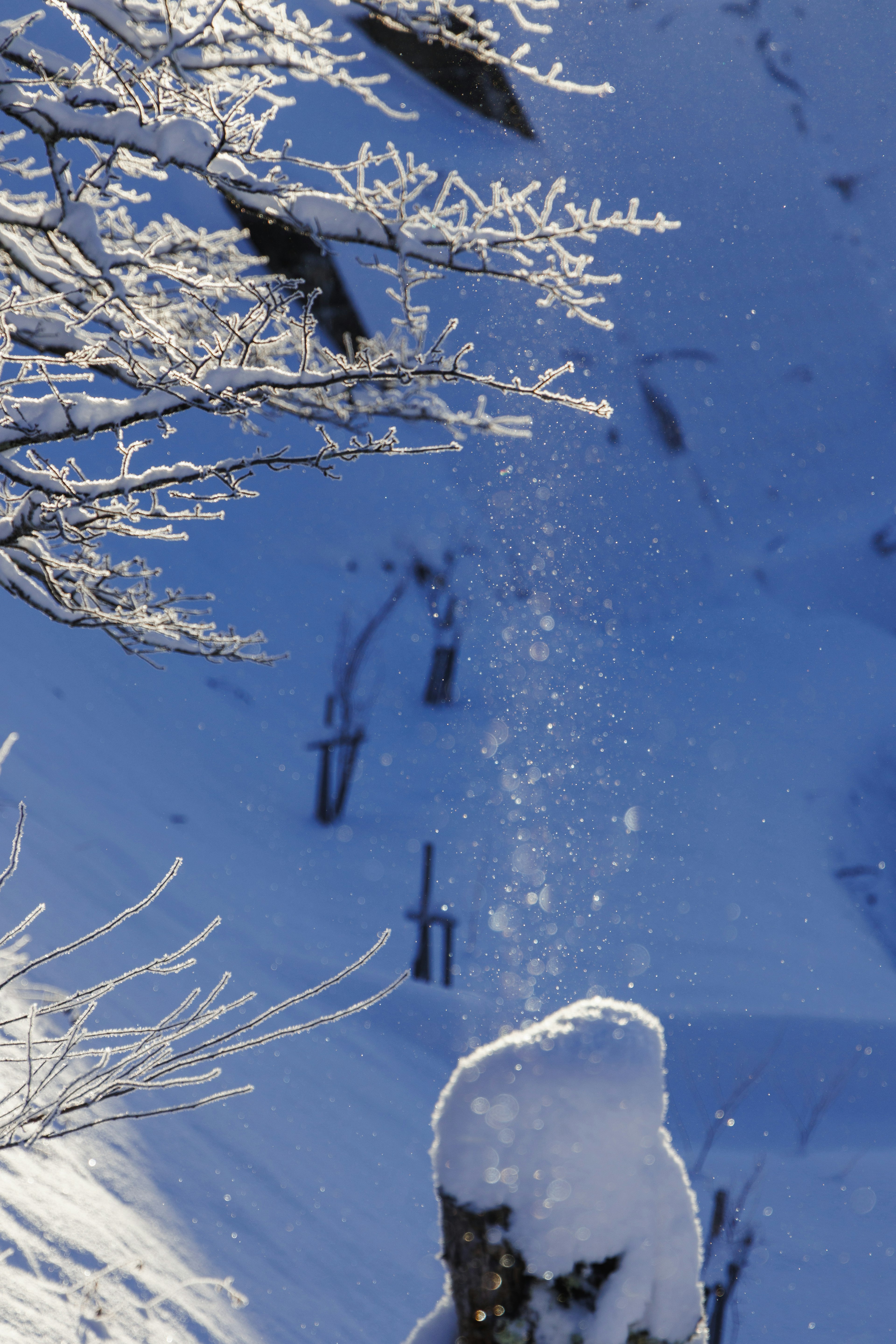 Snow-covered trees with sparkling snowflakes against a blue background