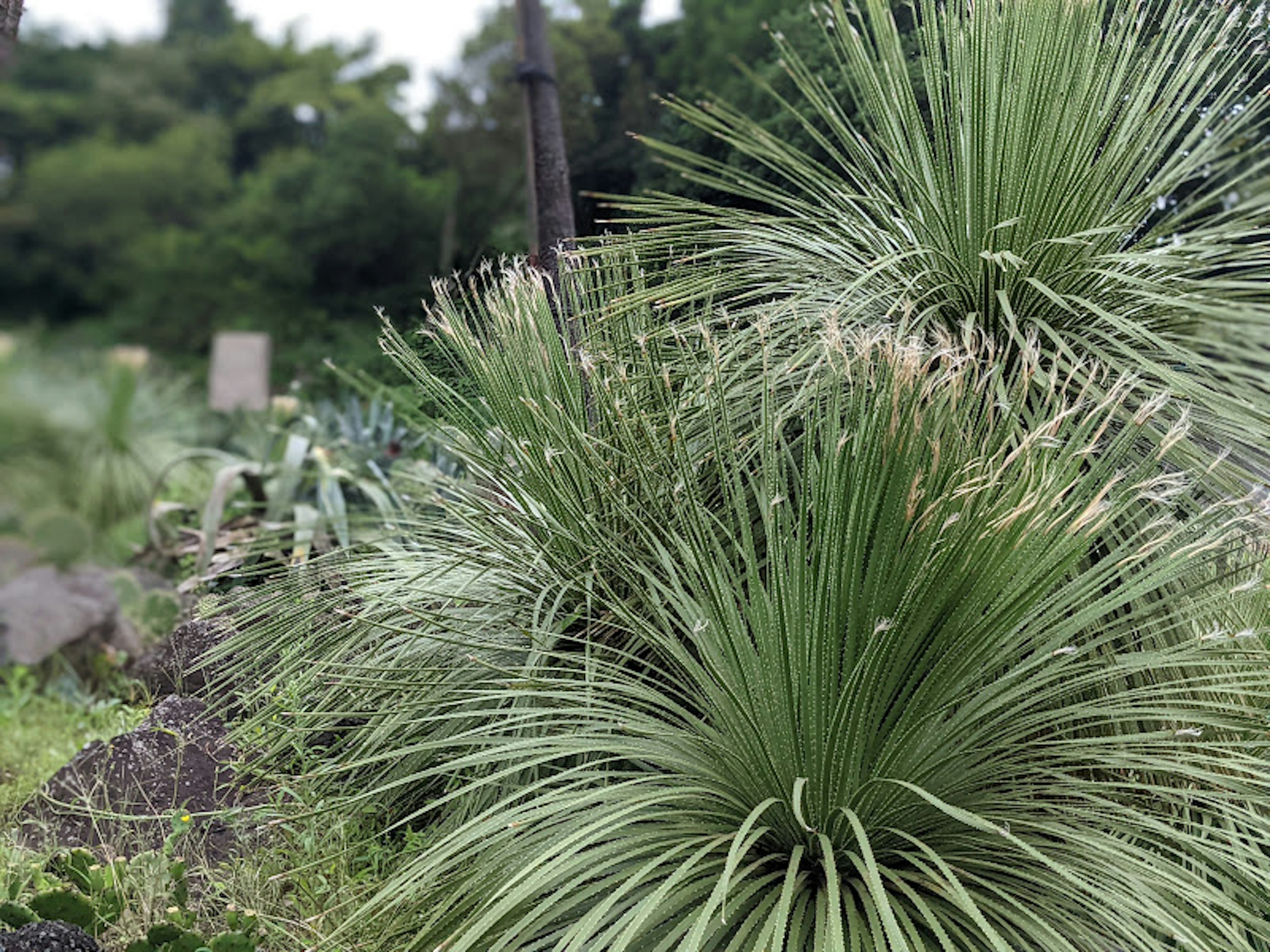 Lush greenery with prominent grass-like plants featuring long slender leaves