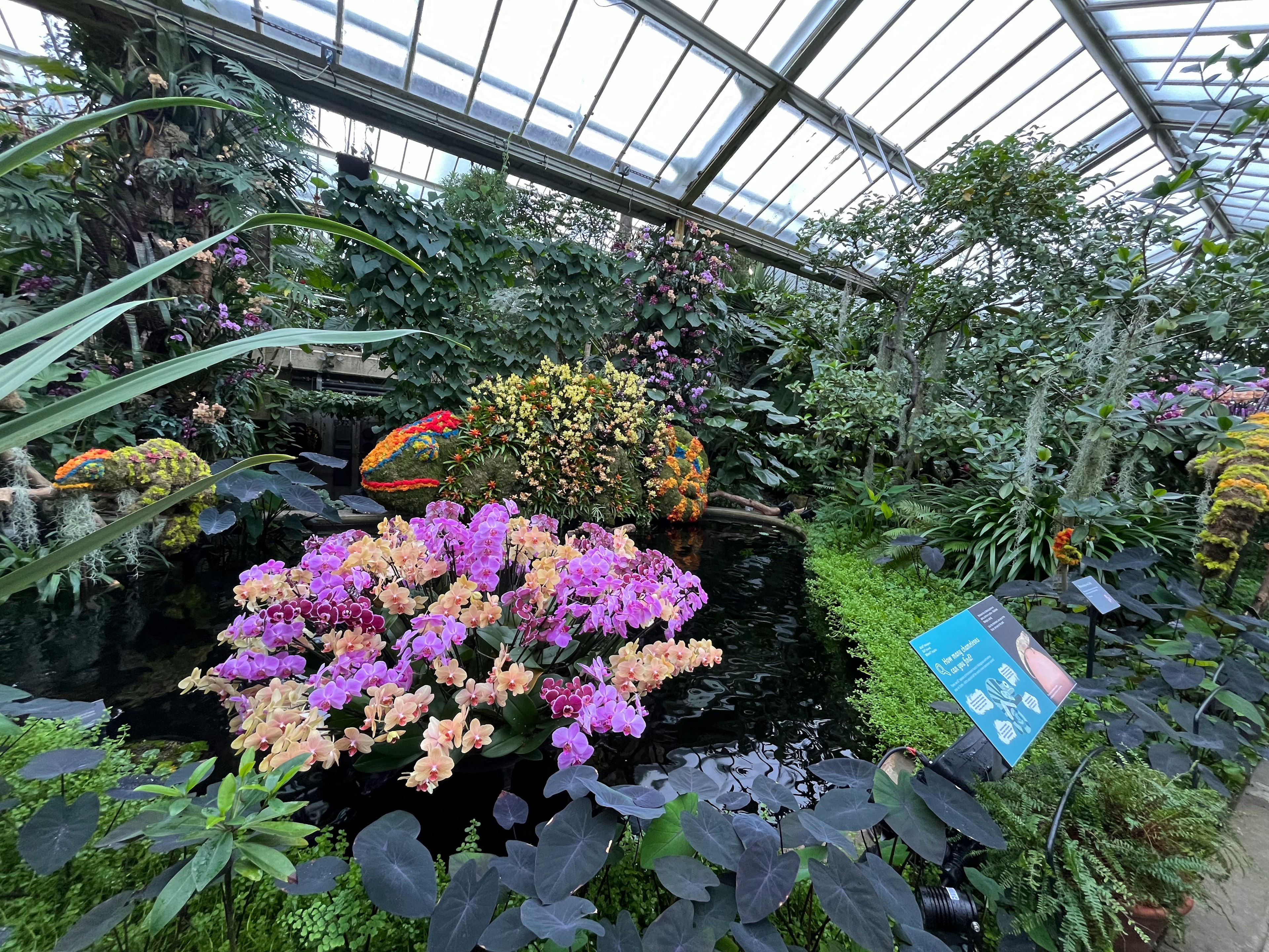 温室内の色とりどりの花と緑豊かな植物が見える