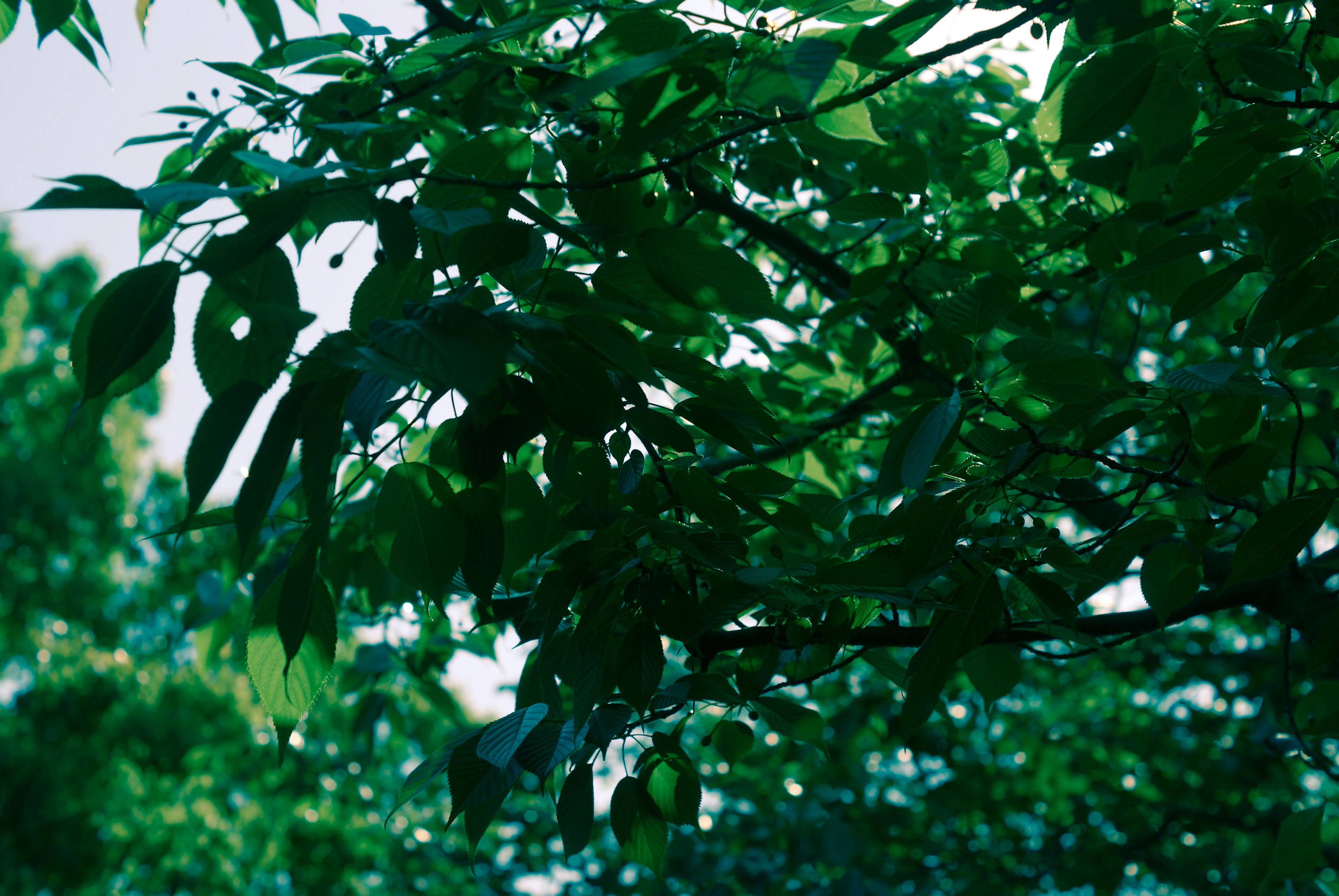 Close-up of lush green leaves on a tree with blurred background foliage