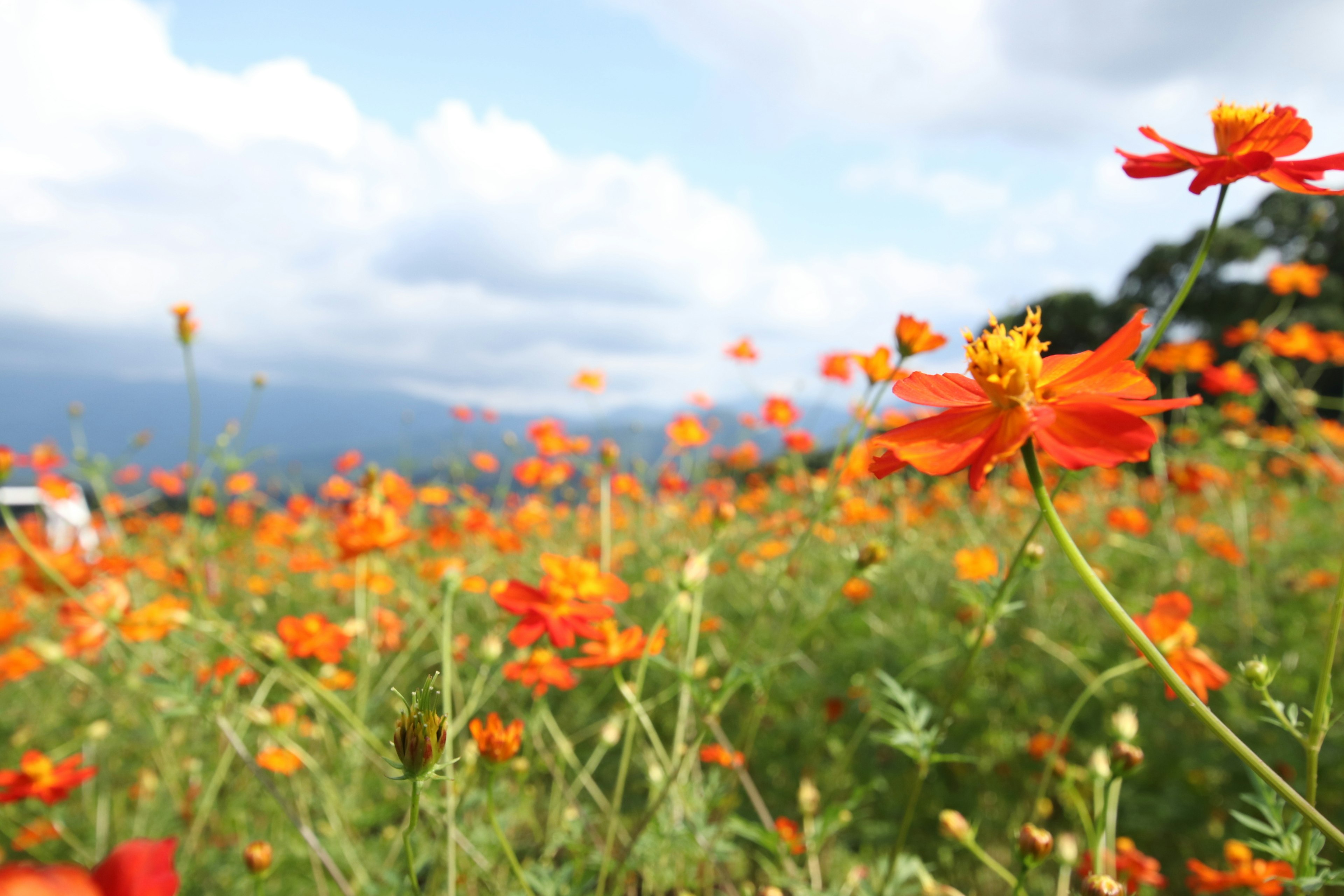 オレンジ色の花が咲く広い野原と青い空