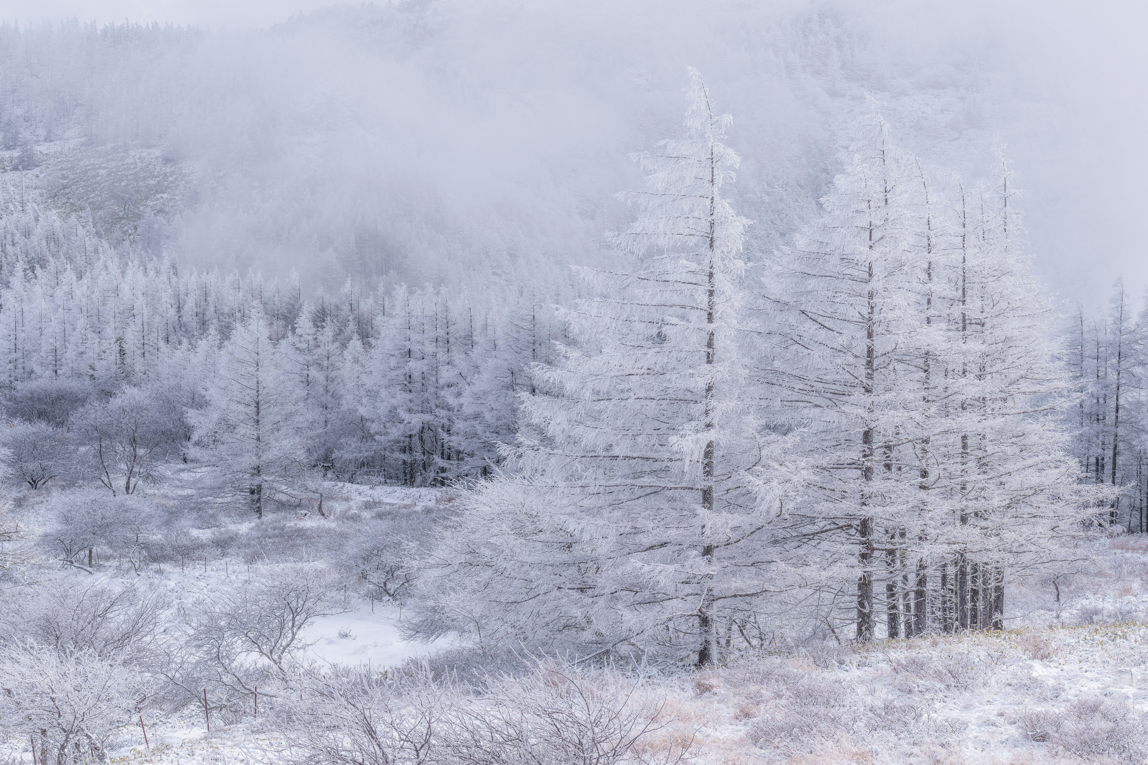 Un bellissimo paesaggio invernale con alberi coperti di neve nella nebbia