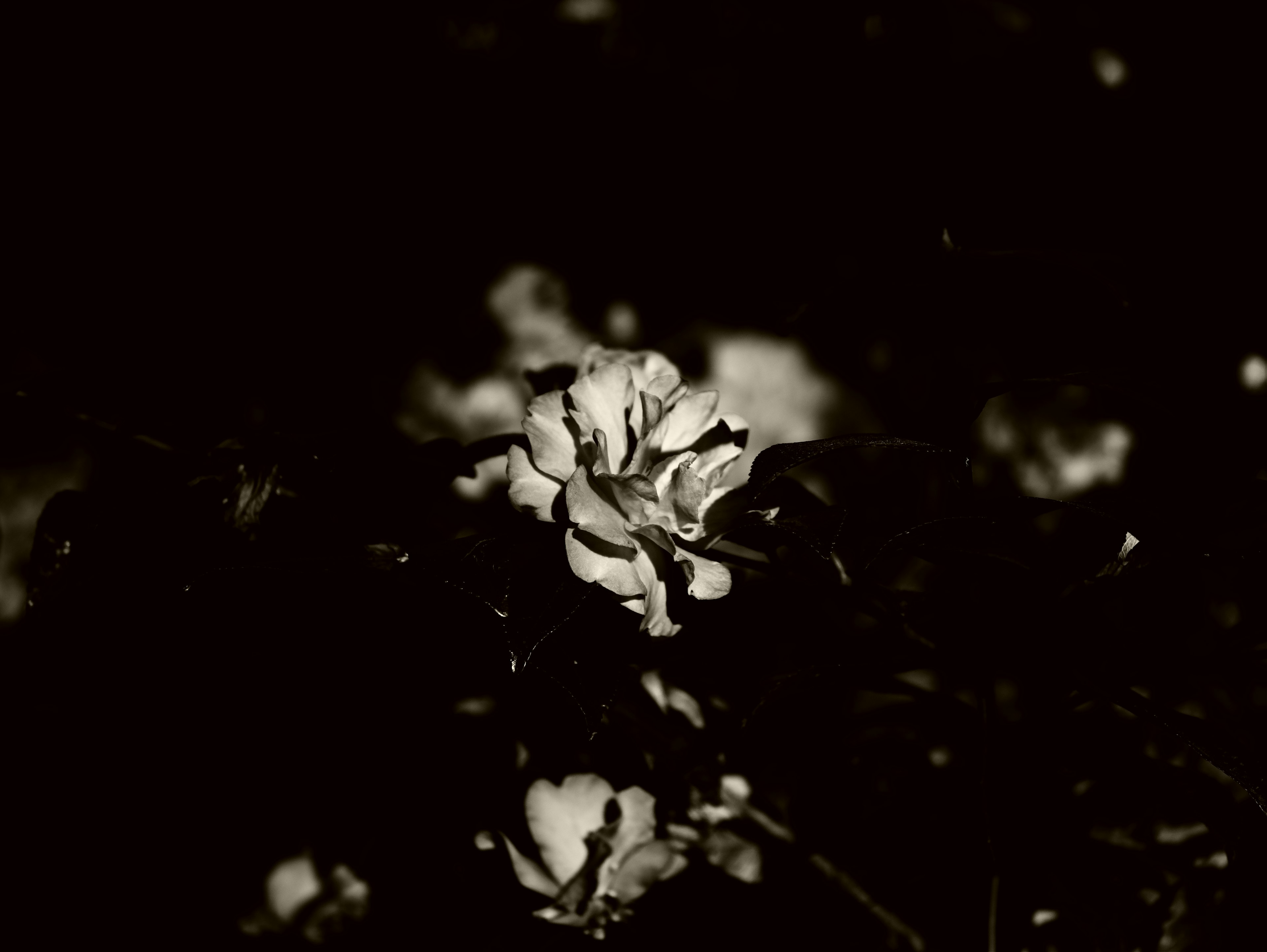 Primer plano de una flor contra un fondo blanco y negro