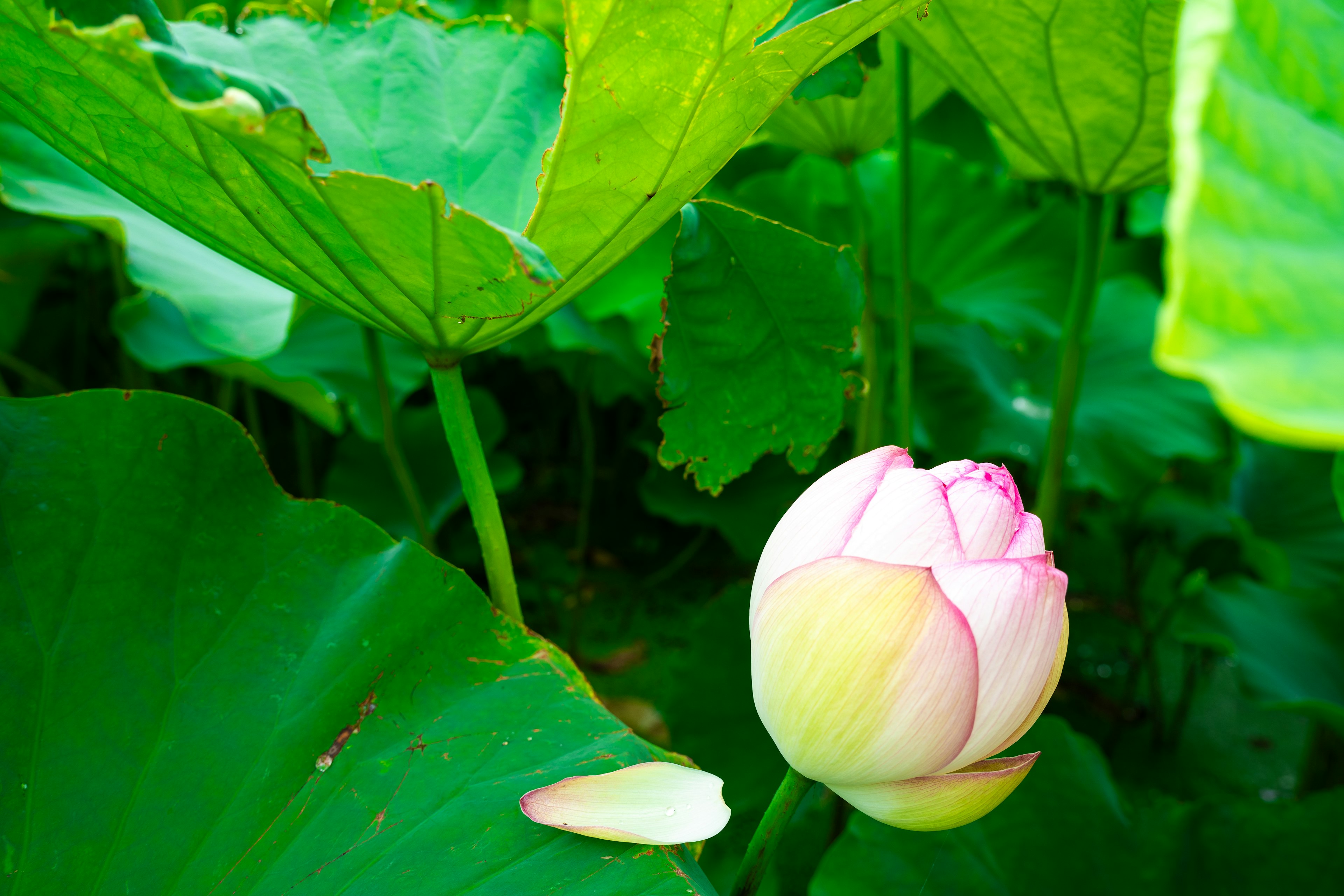 A budding lotus flower partially hidden among large green leaves