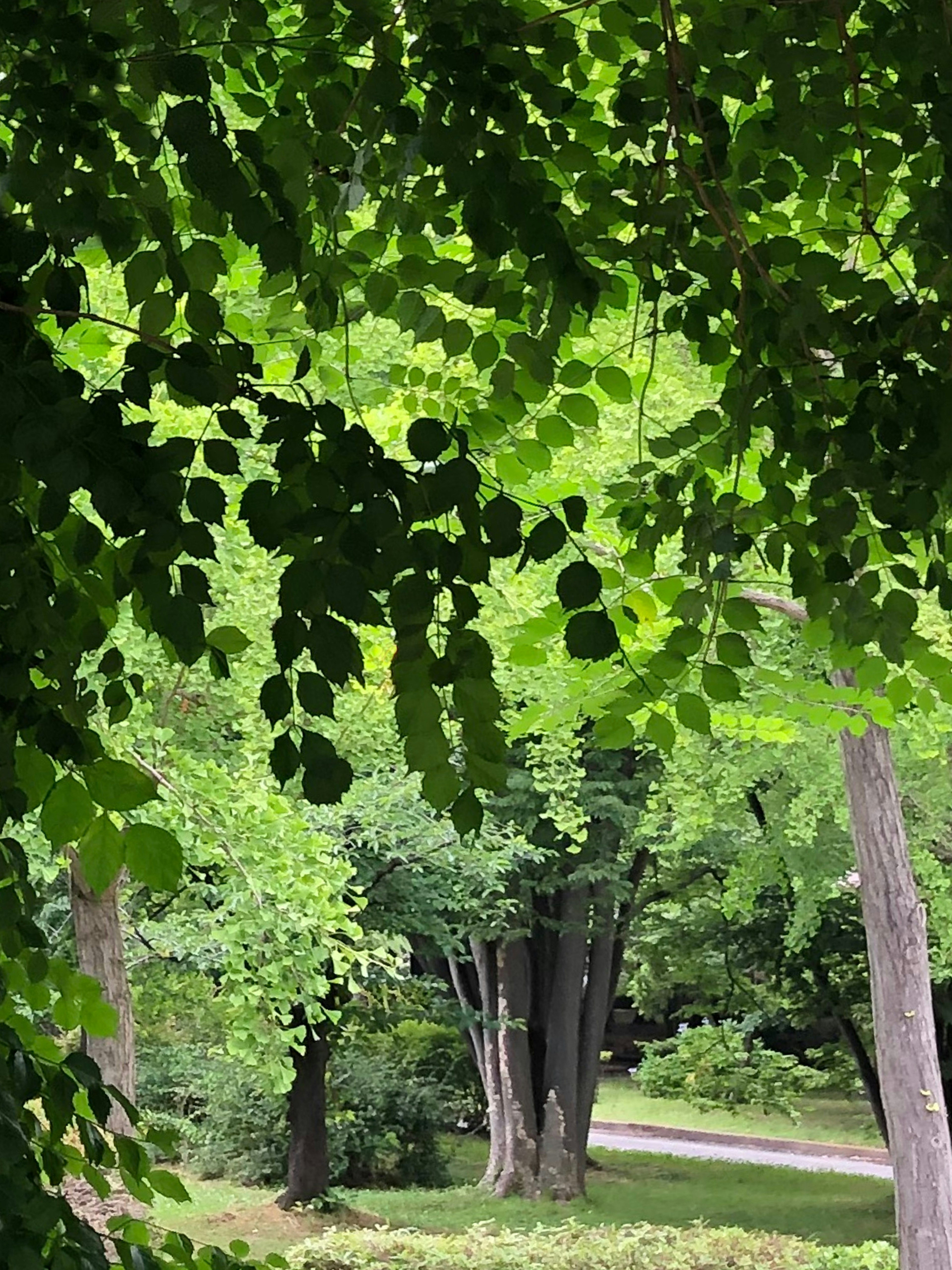 Scenic view of a path surrounded by lush green leaves in a forest