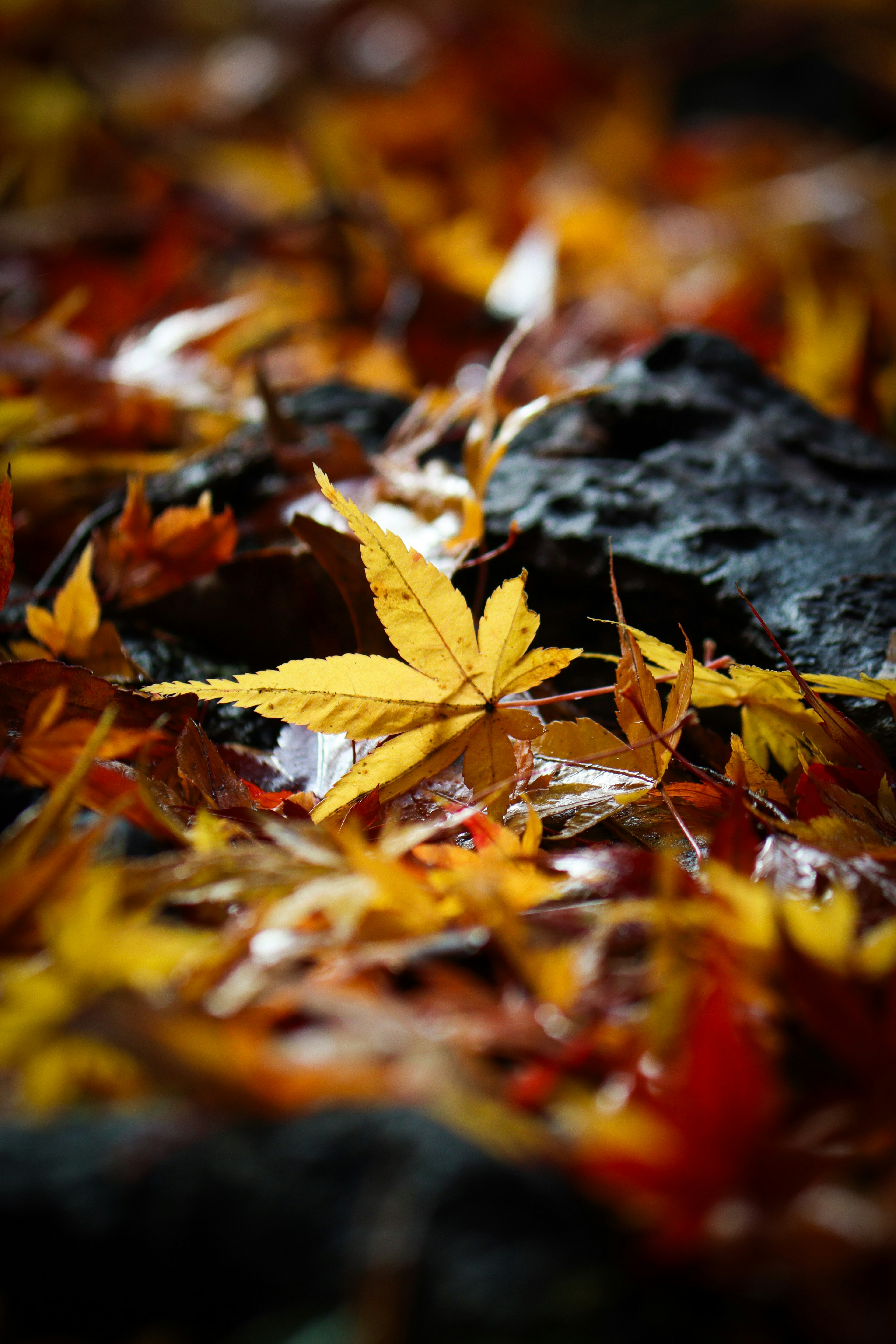 A close-up of vibrant autumn leaves scattered on the ground with a prominent yellow leaf