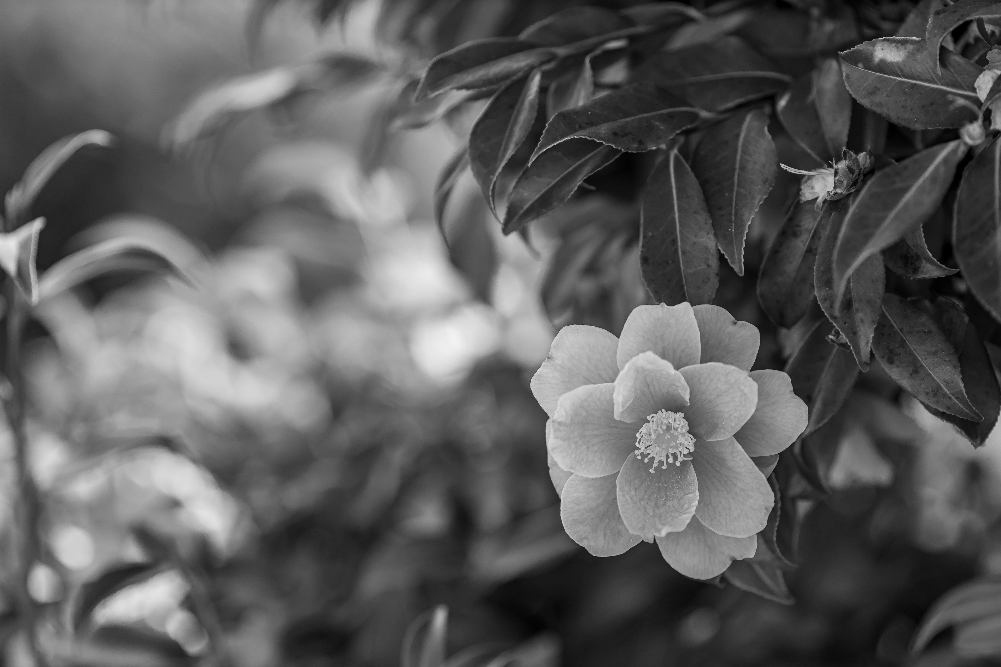 Primer plano de una flor y hojas en blanco y negro