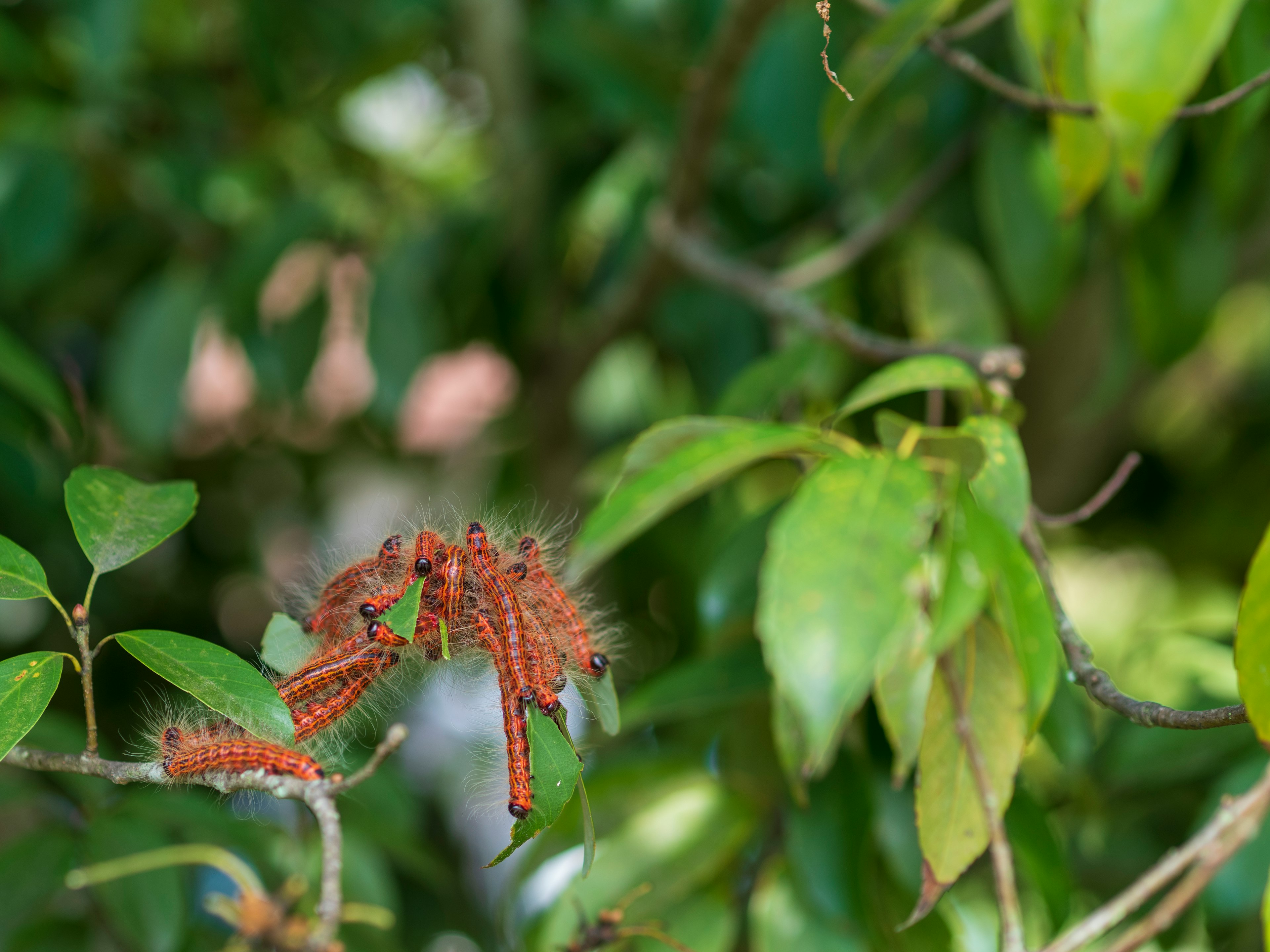 A cluster of red caterpillars on green leaves