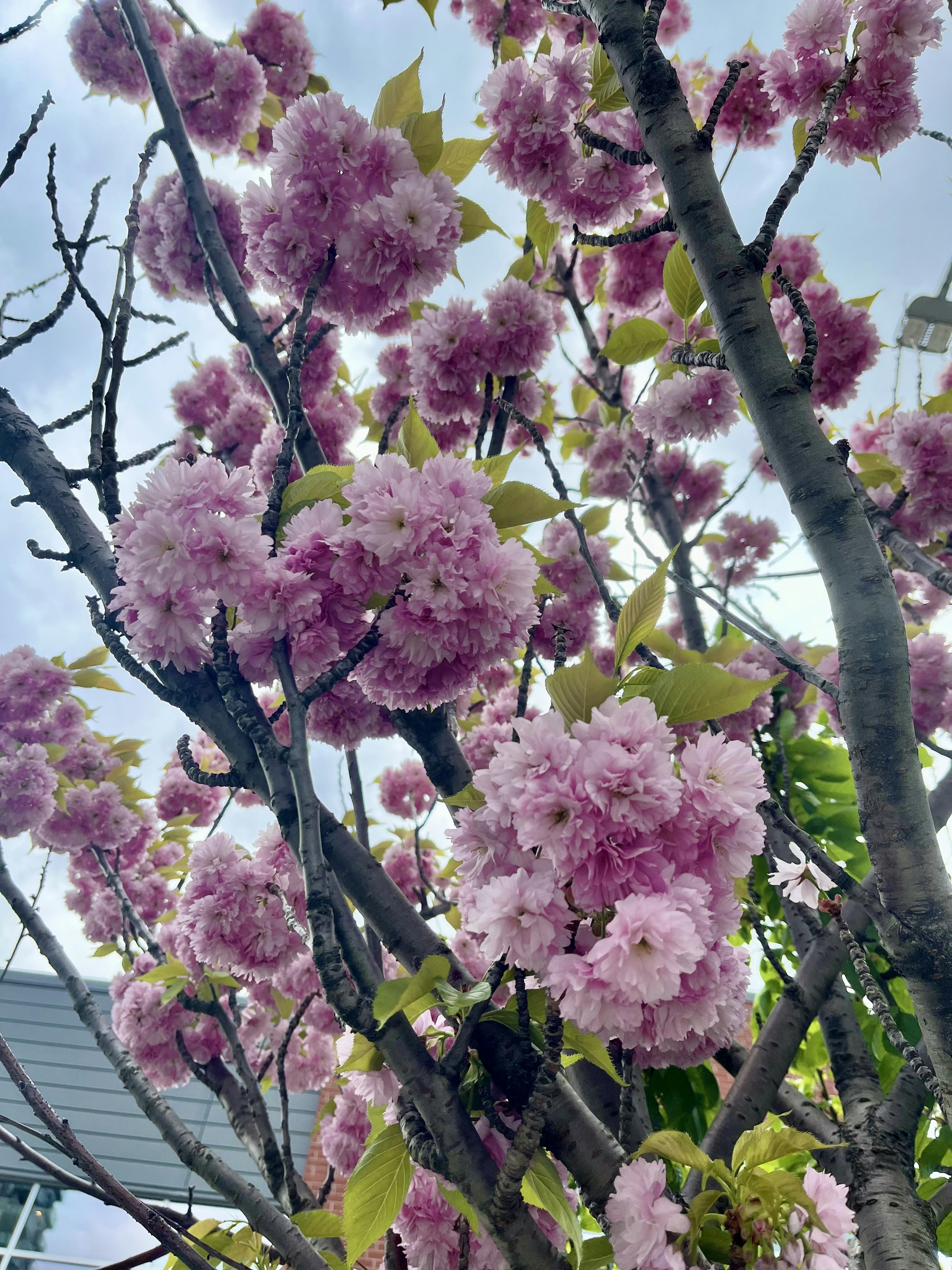 Kedekatan cabang pohon dengan bunga pink yang mekar