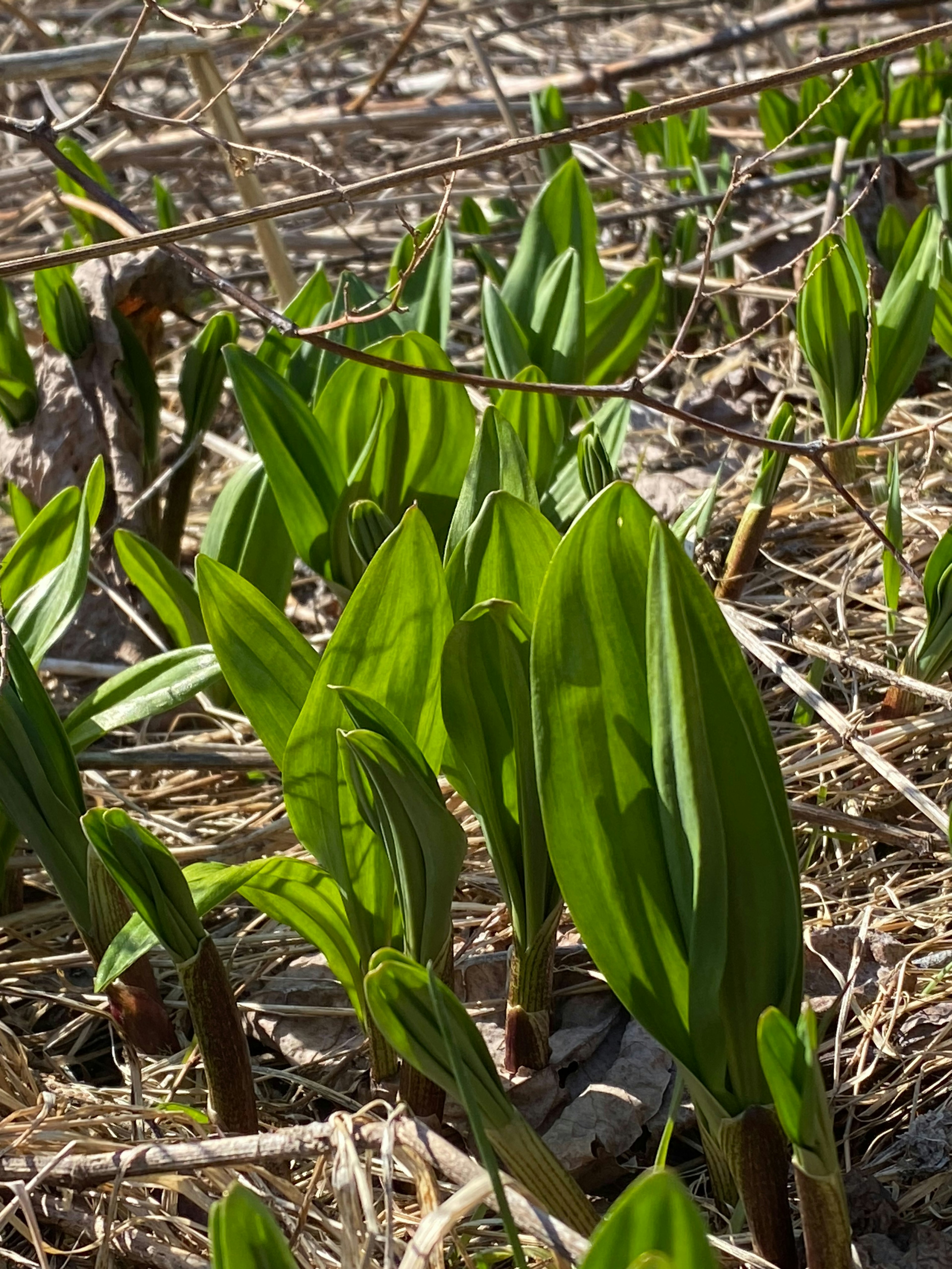 緑豊かな植物の新芽が地面から顔を出している様子