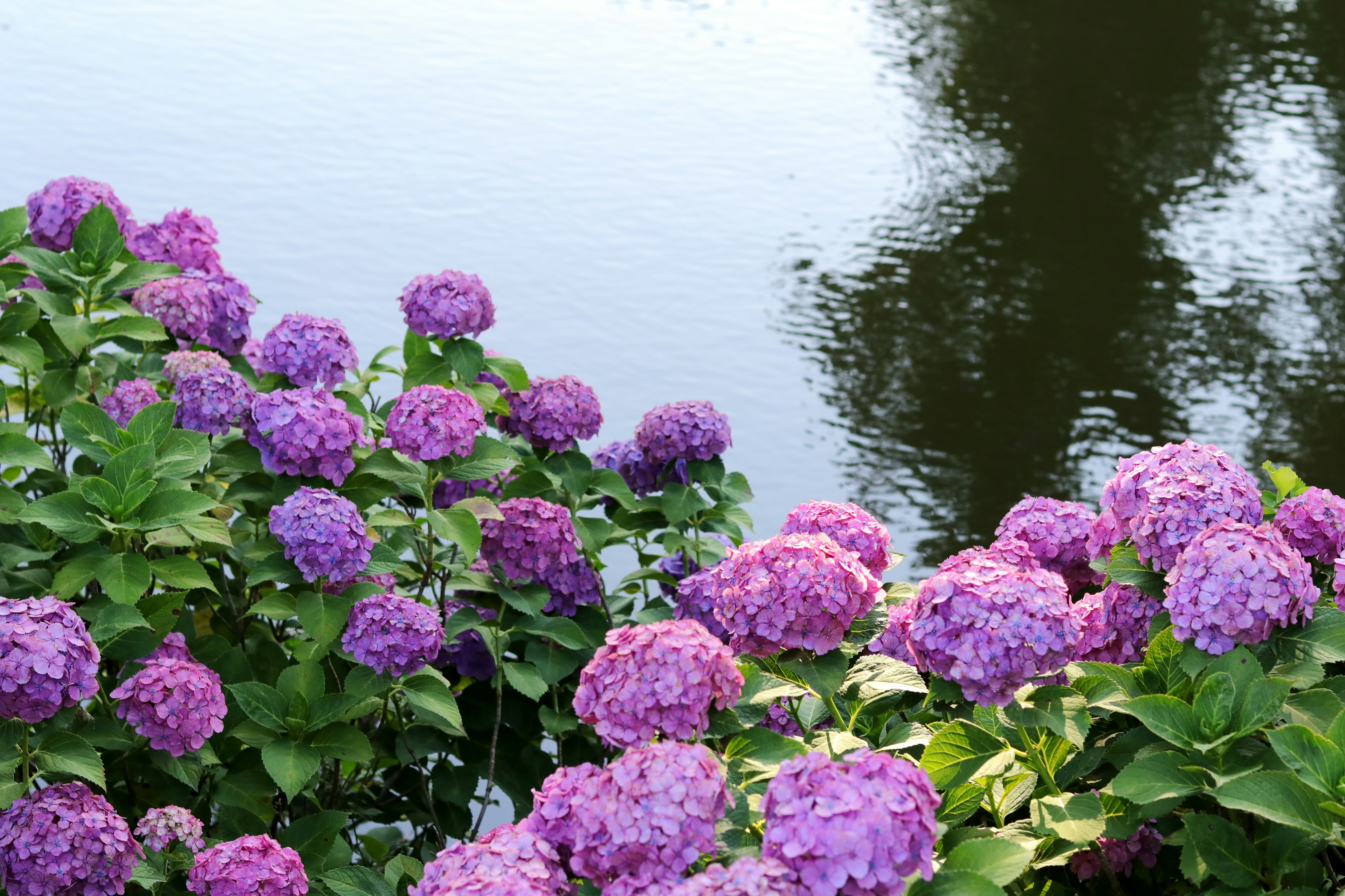 Purple hydrangea flowers blooming by the water