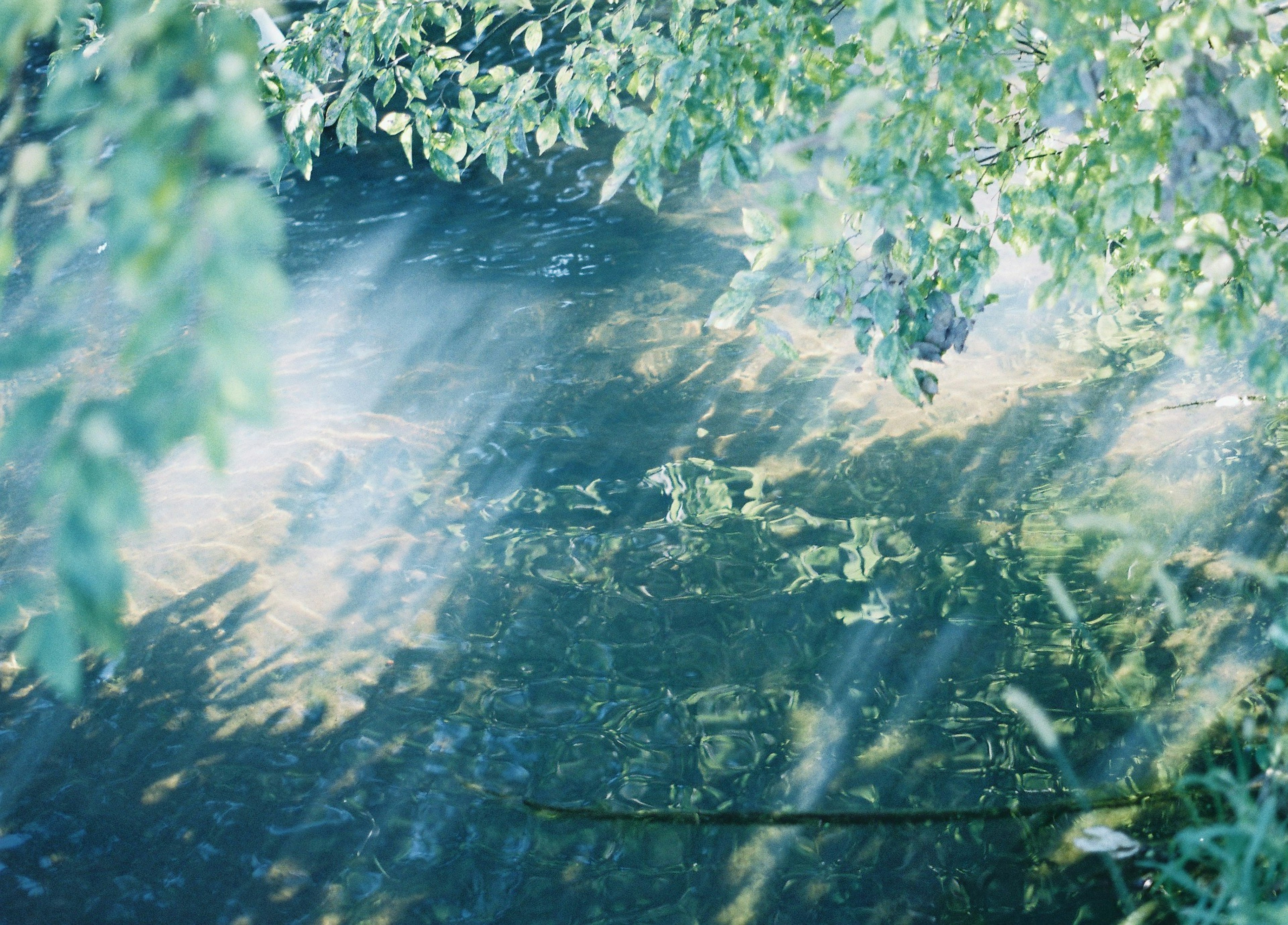 Beautiful scene of light reflections and leaf shadows on water surface