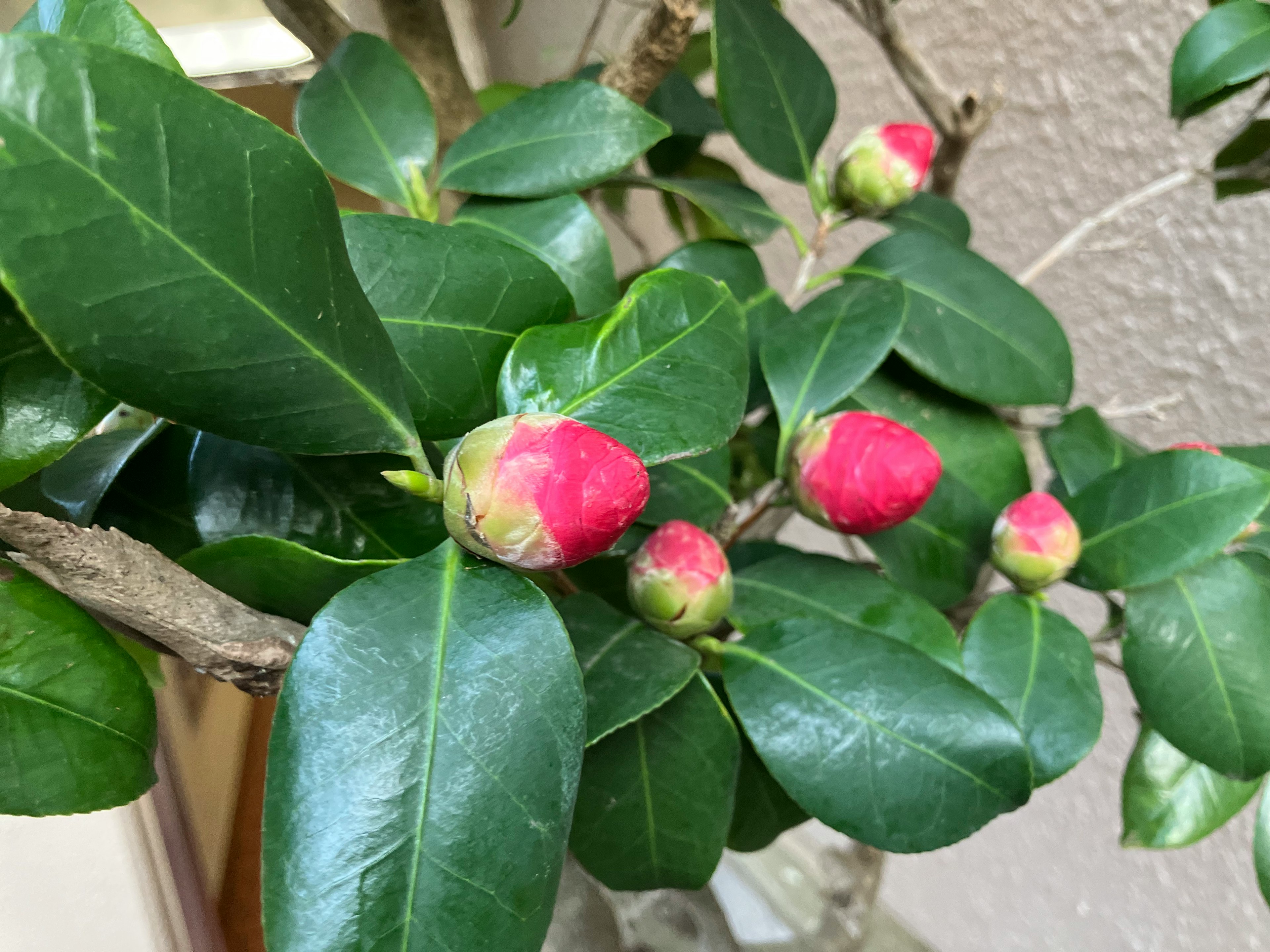 帶有綠色葉子和粉紅色花蕾的山茶花分支