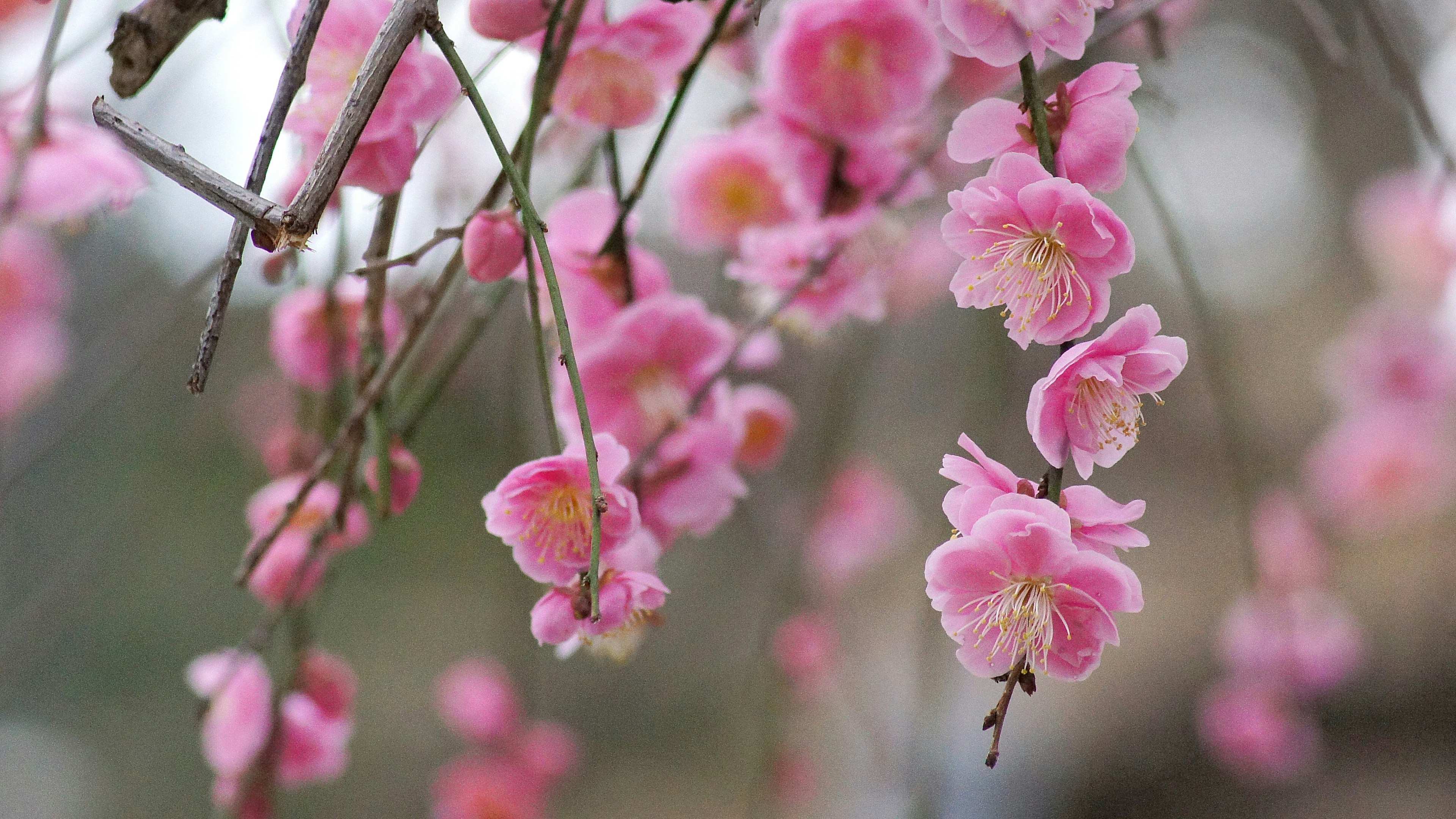 Branches of pink plum blossoms in full bloom