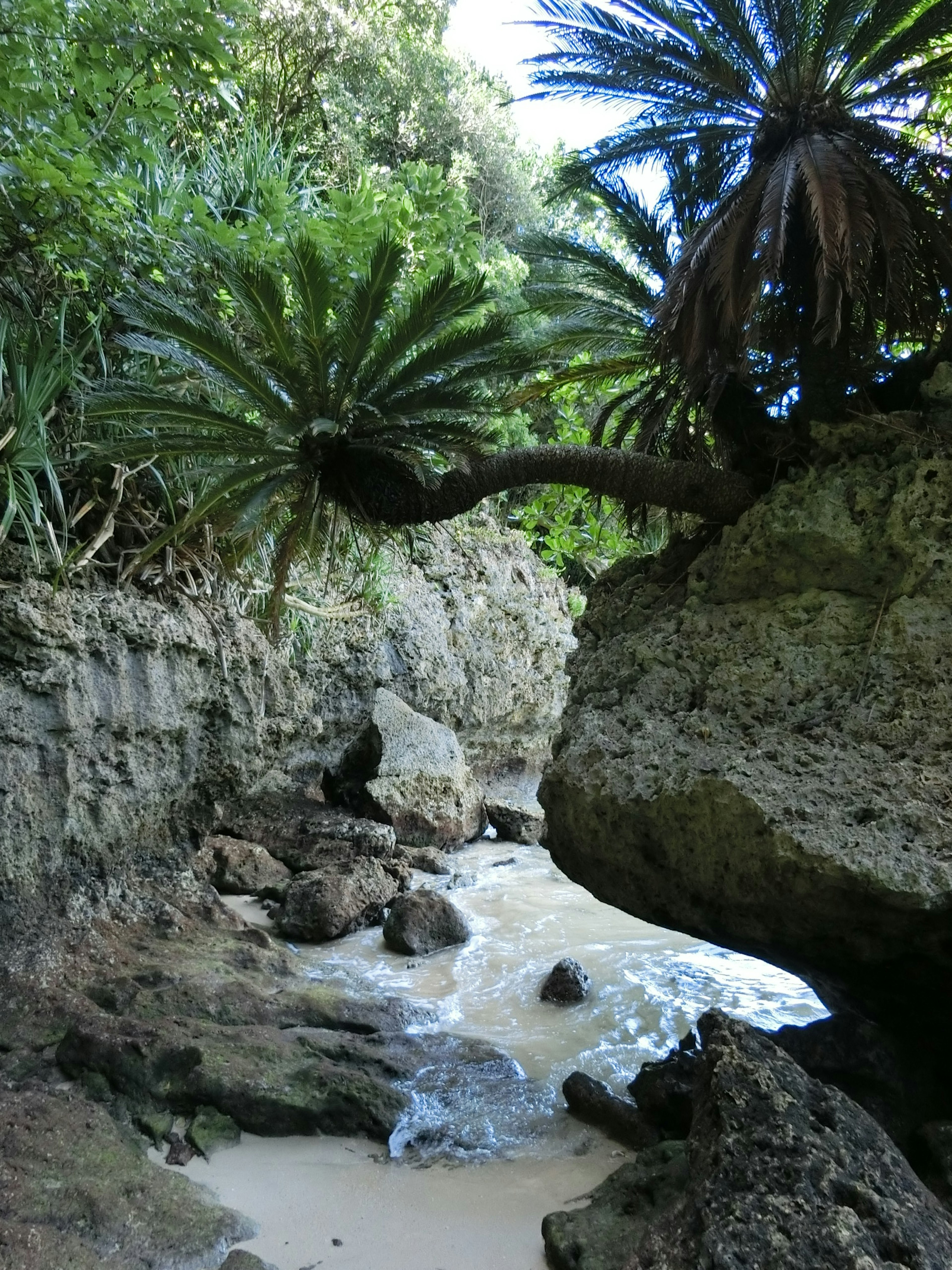 Arroyo rodeado de rocas y plantas tropicales