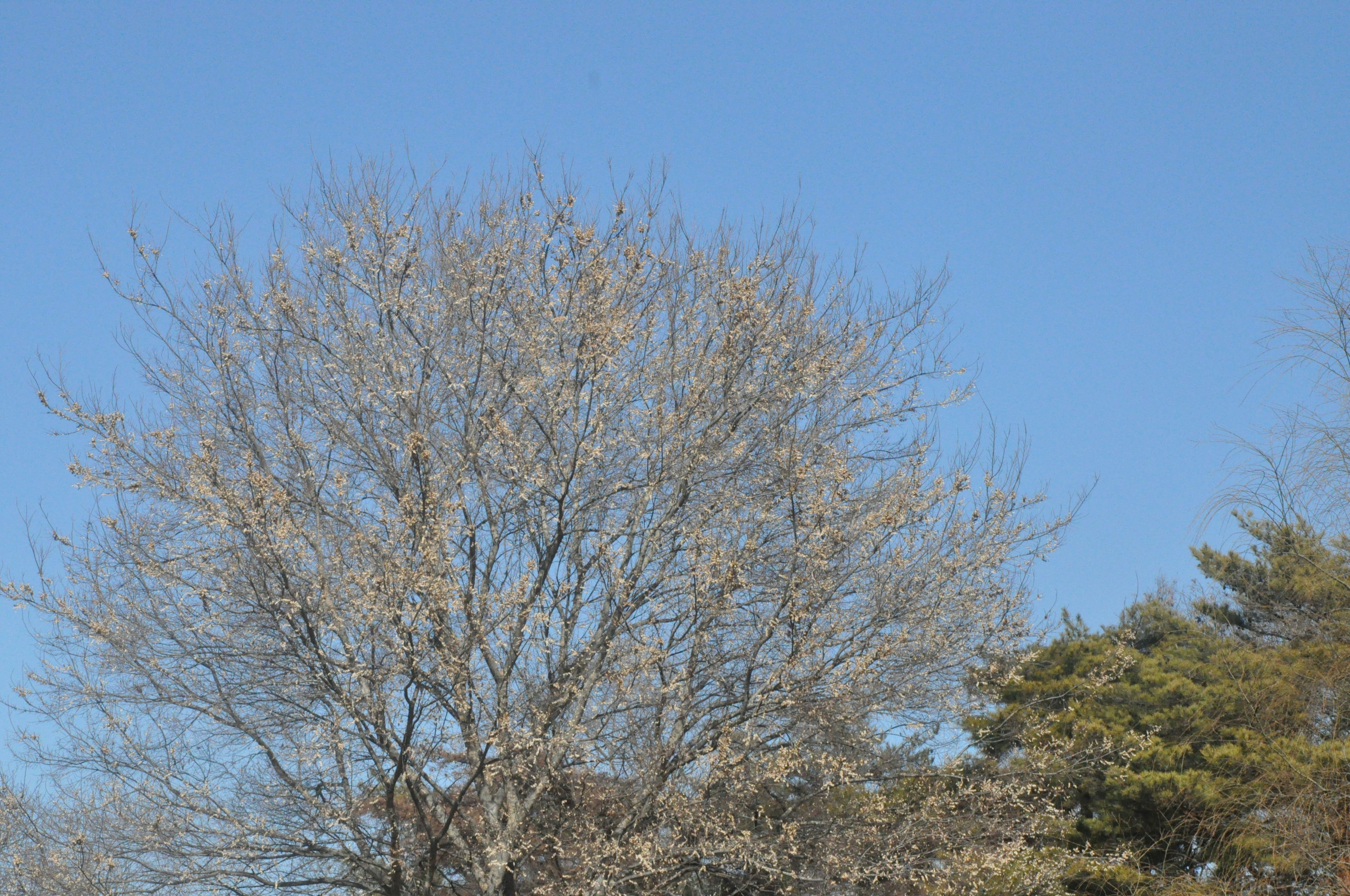 Silhouette eines blattlosen Baumes unter einem blauen Himmel