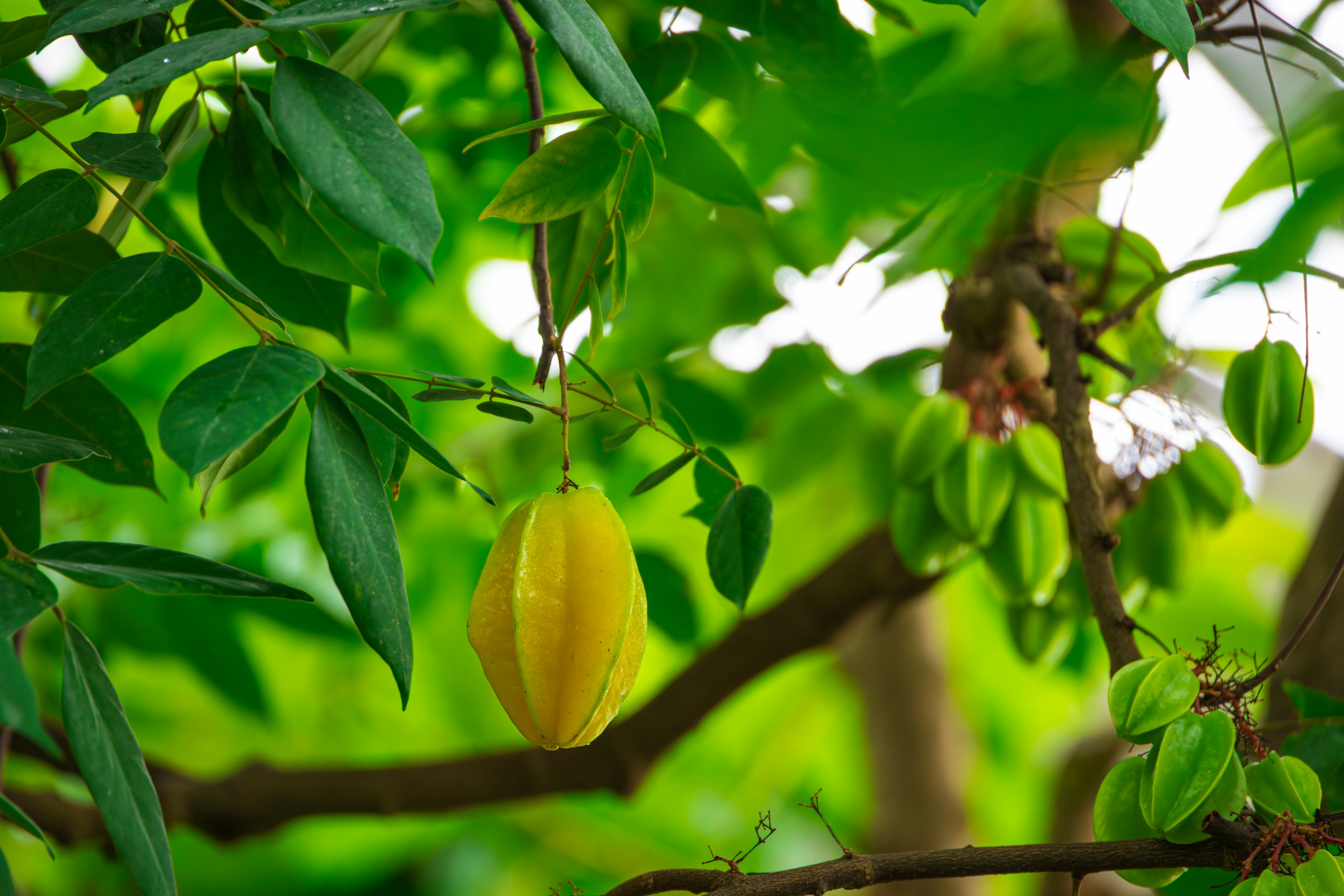 Star fruit hanging from a branch surrounded by green leaves