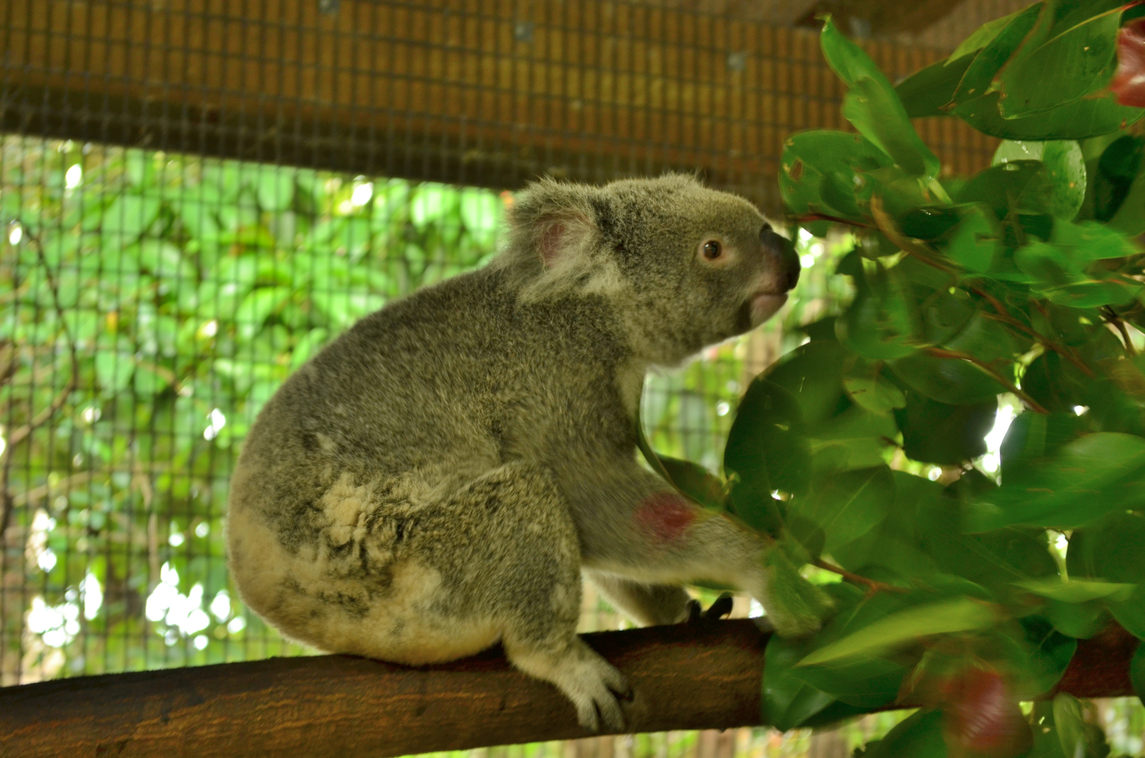 A koala sitting on a branch with a green background