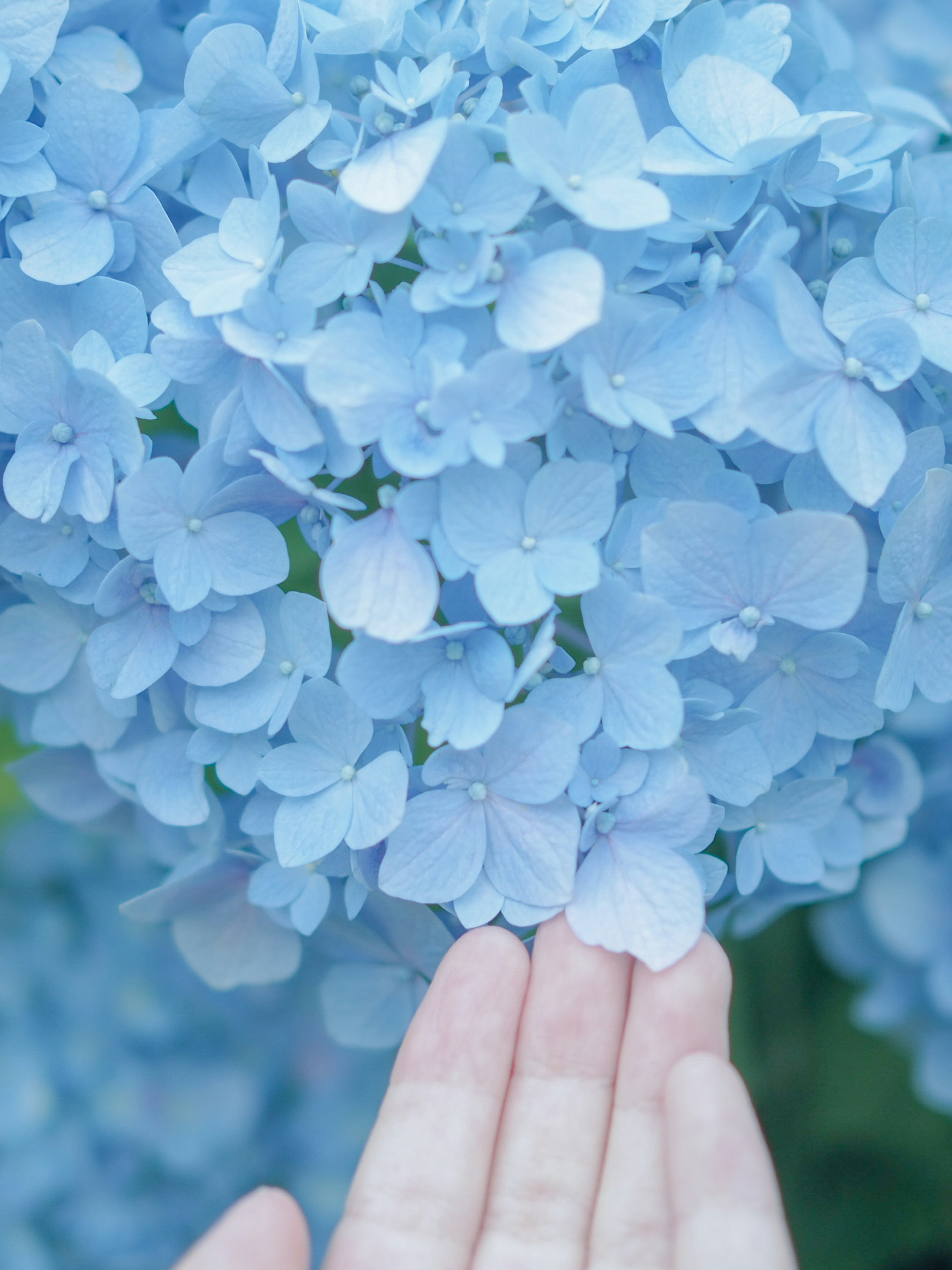 Nahaufnahme von blauen Hortensienblüten mit einer Hand, die sie sanft berührt