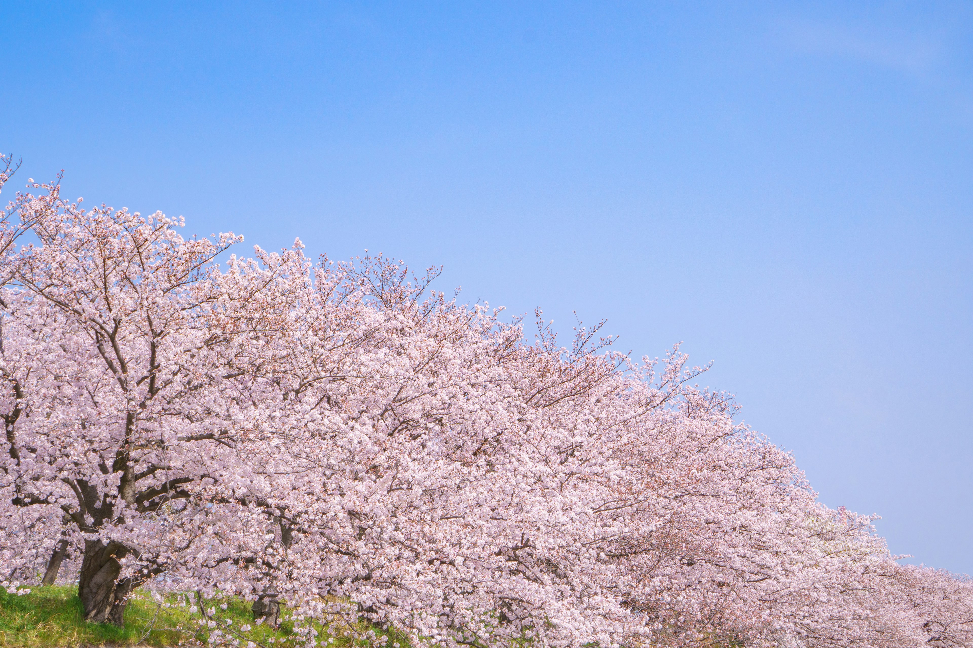 Pemandangan indah pohon sakura di bawah langit biru