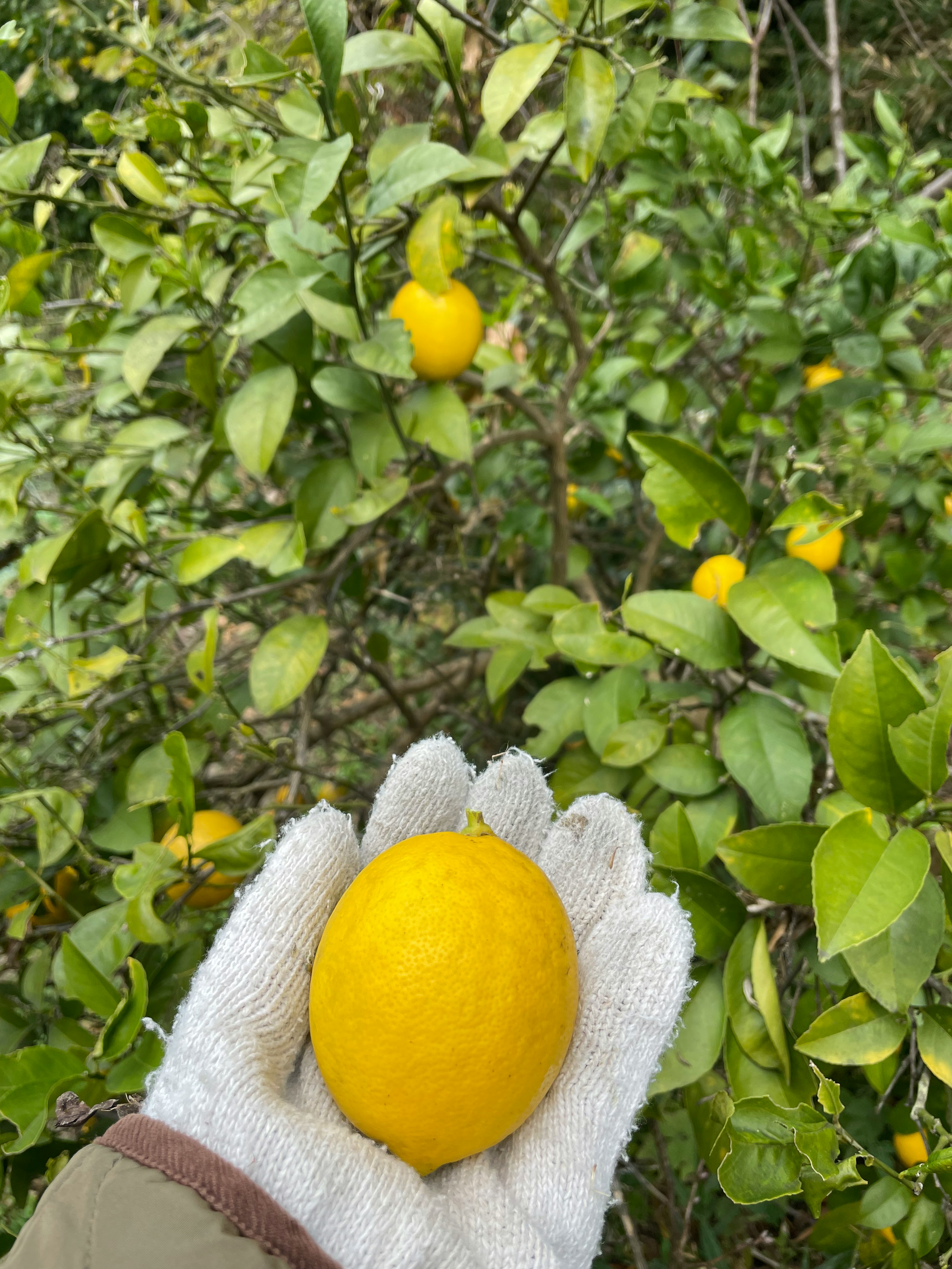 A large lemon held in a gloved hand with lemon trees in the background