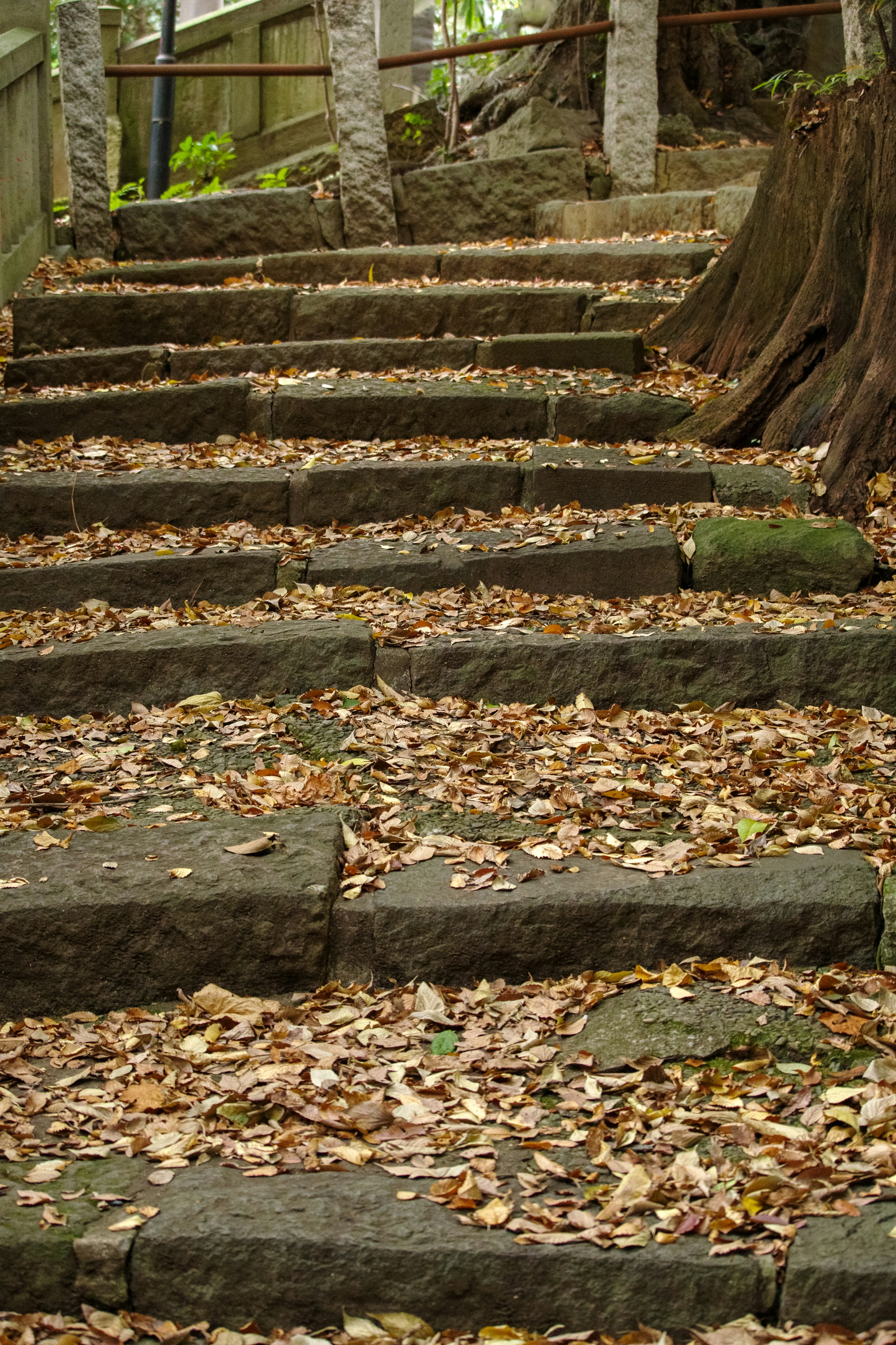 Steinstufen, die mit Herbstblättern in einer ruhigen Umgebung bedeckt sind