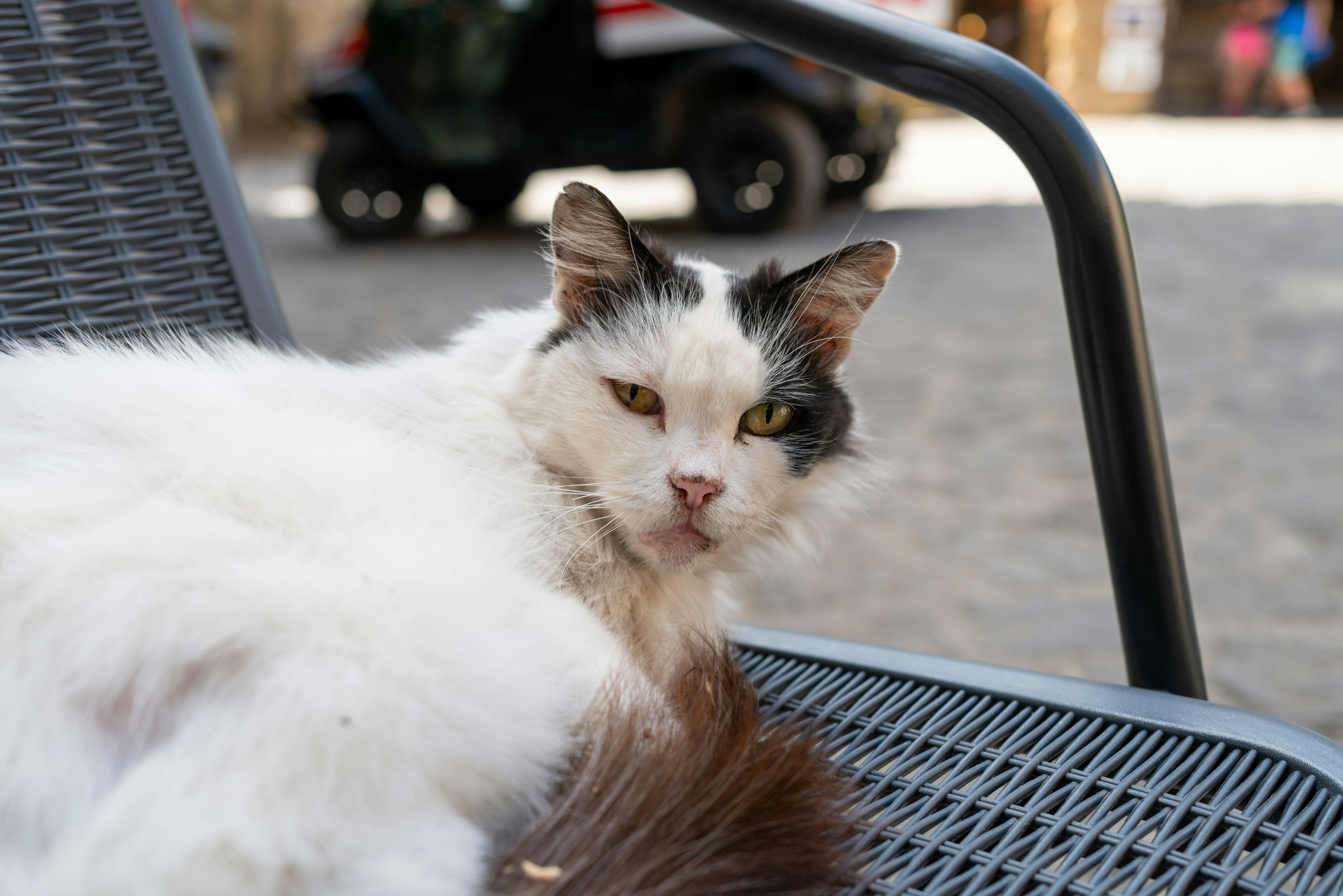 Un chat noir et blanc se prélassant sur une chaise