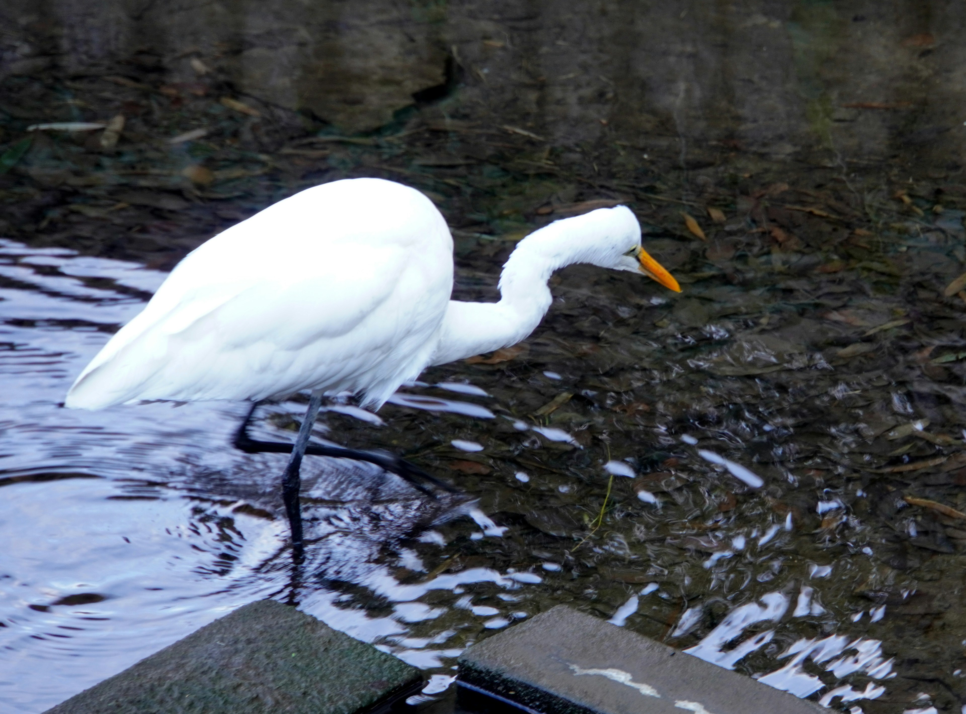 A white bird hunting for fish near water