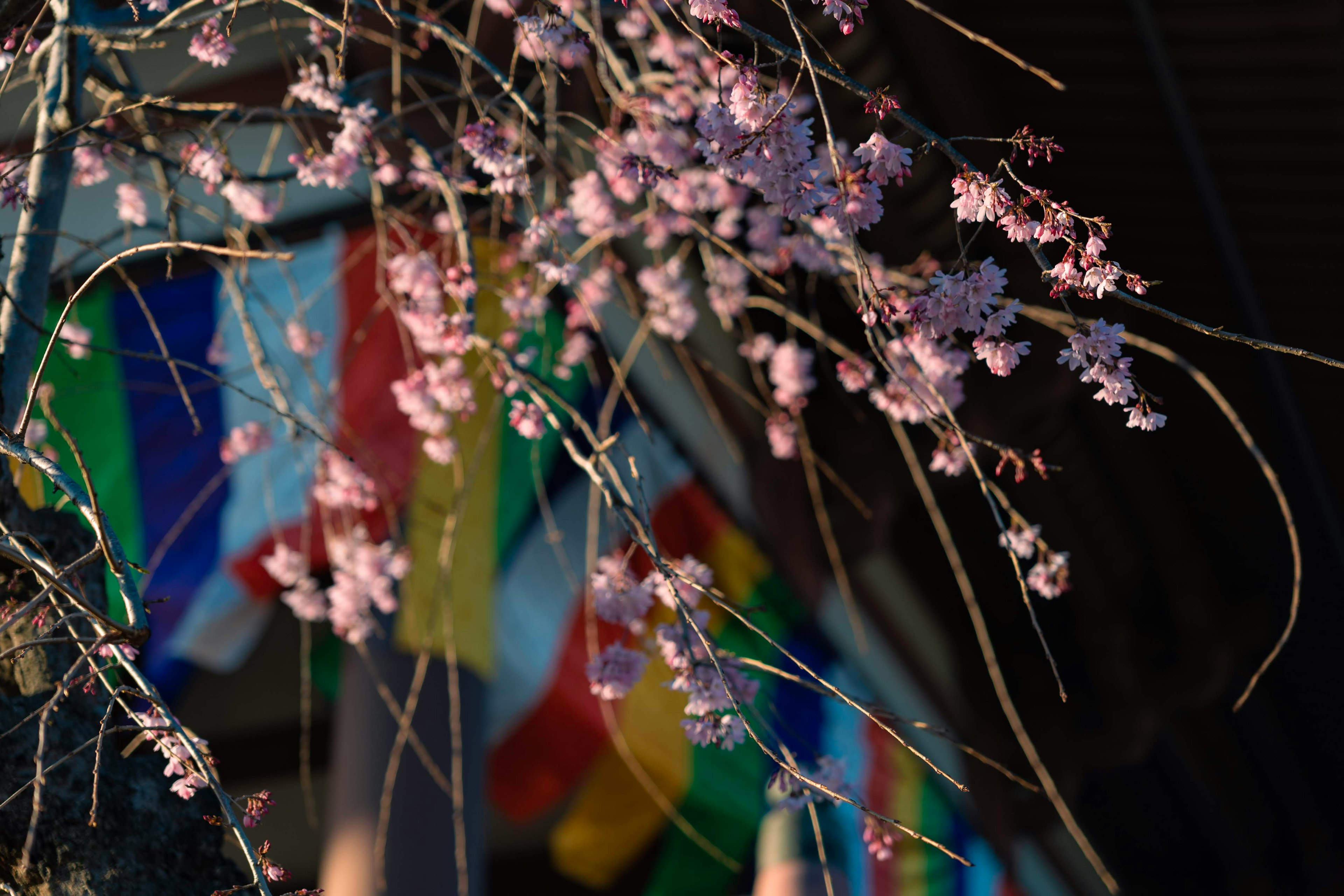 Ramas de flores de cerezo con banderas coloridas de fondo