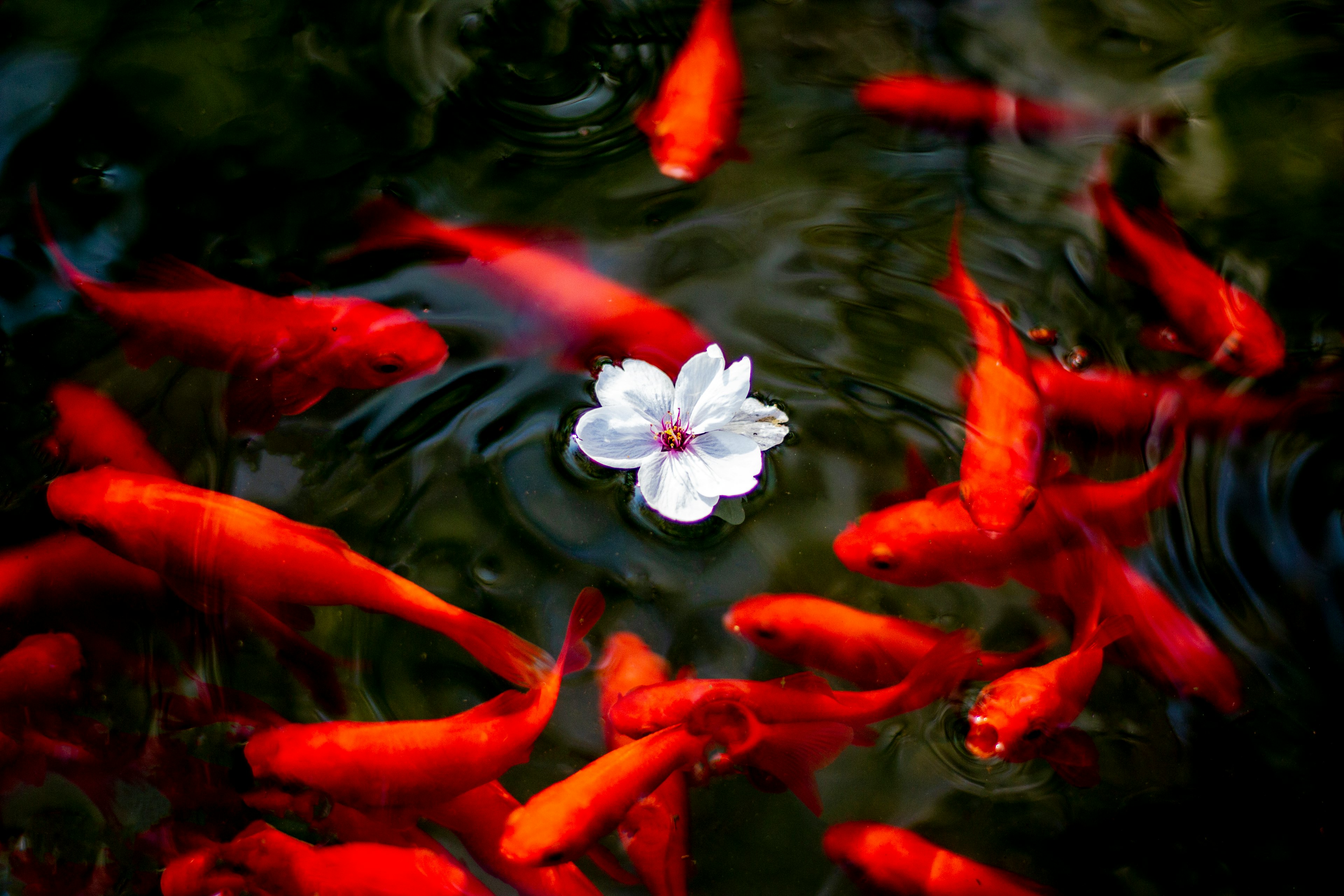 Una flor blanca flotando en el agua rodeada de un grupo de peces dorados rojos