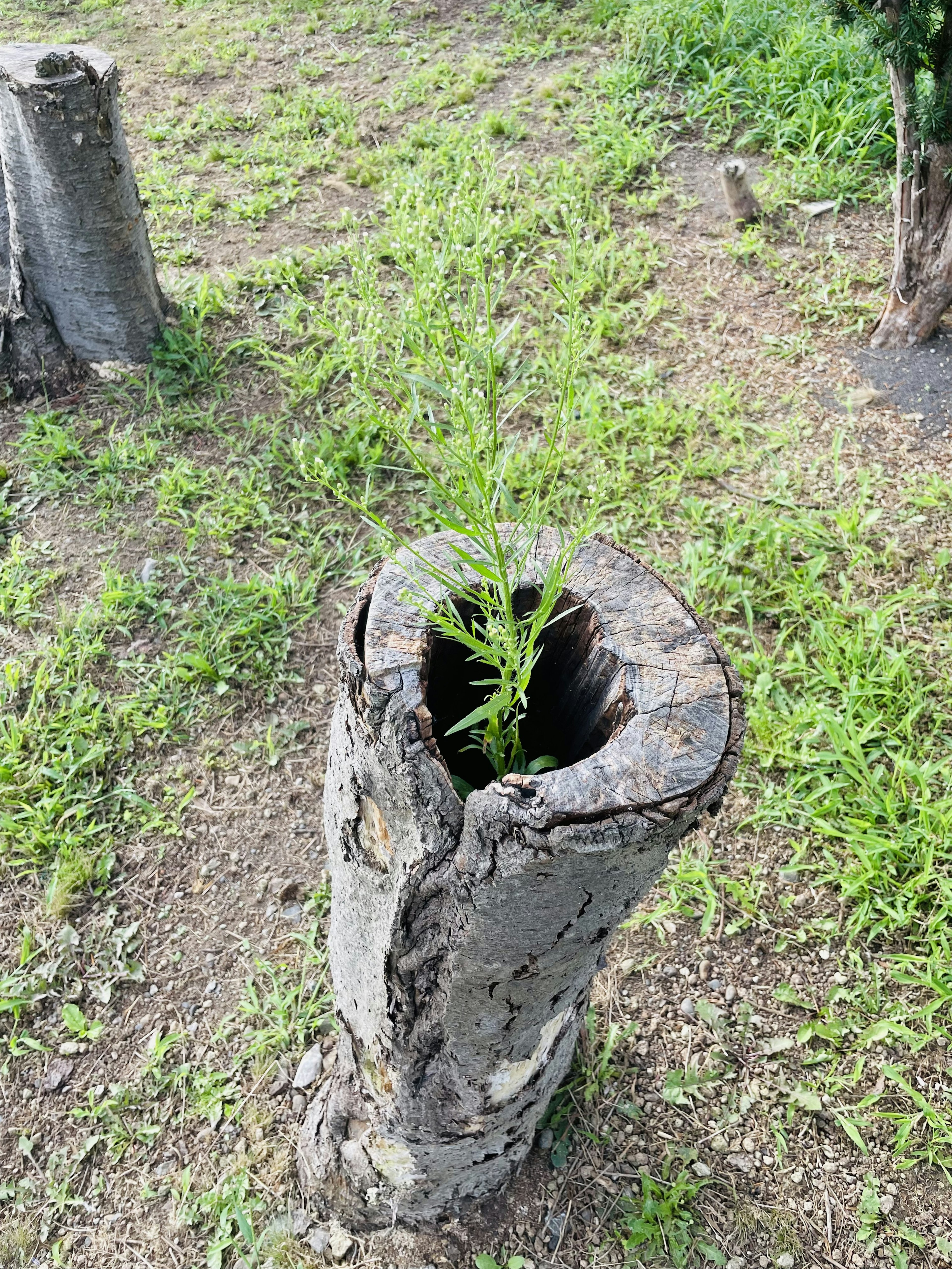 A new plant growing from the center of a tree stump