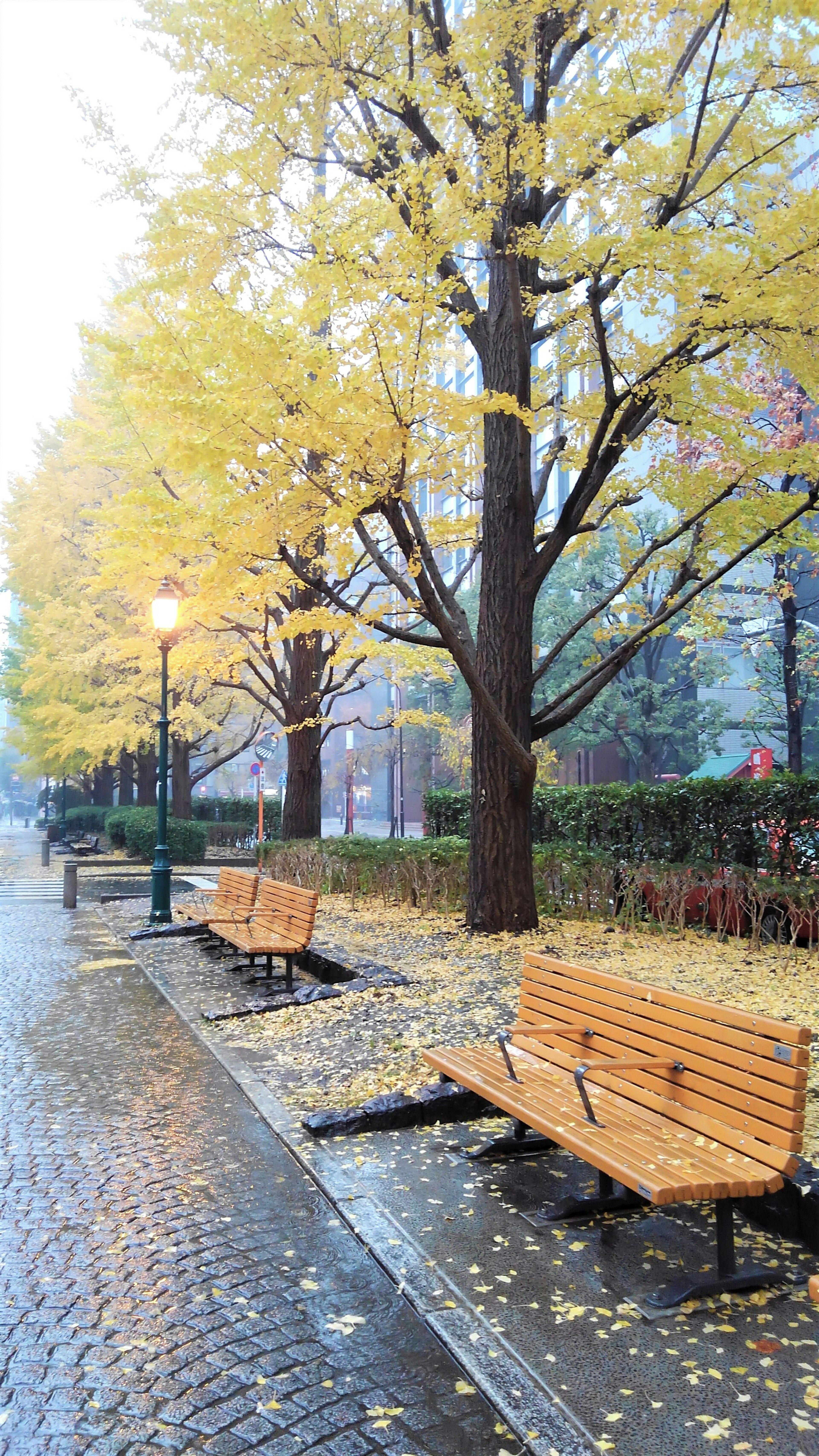 Park benches lined with yellow autumn leaves along a cobblestone path