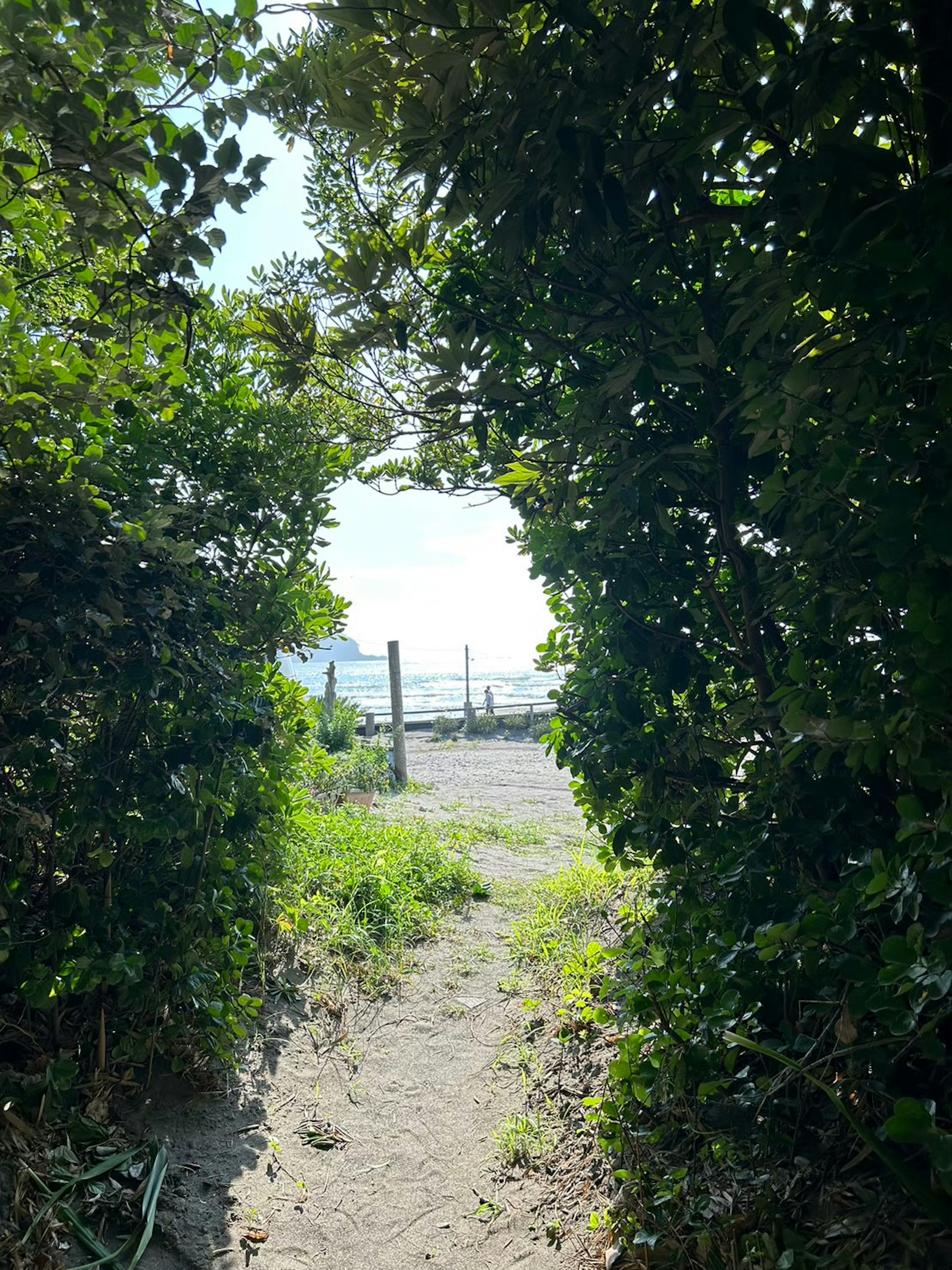 緑豊かなトンネルから見える海の景色