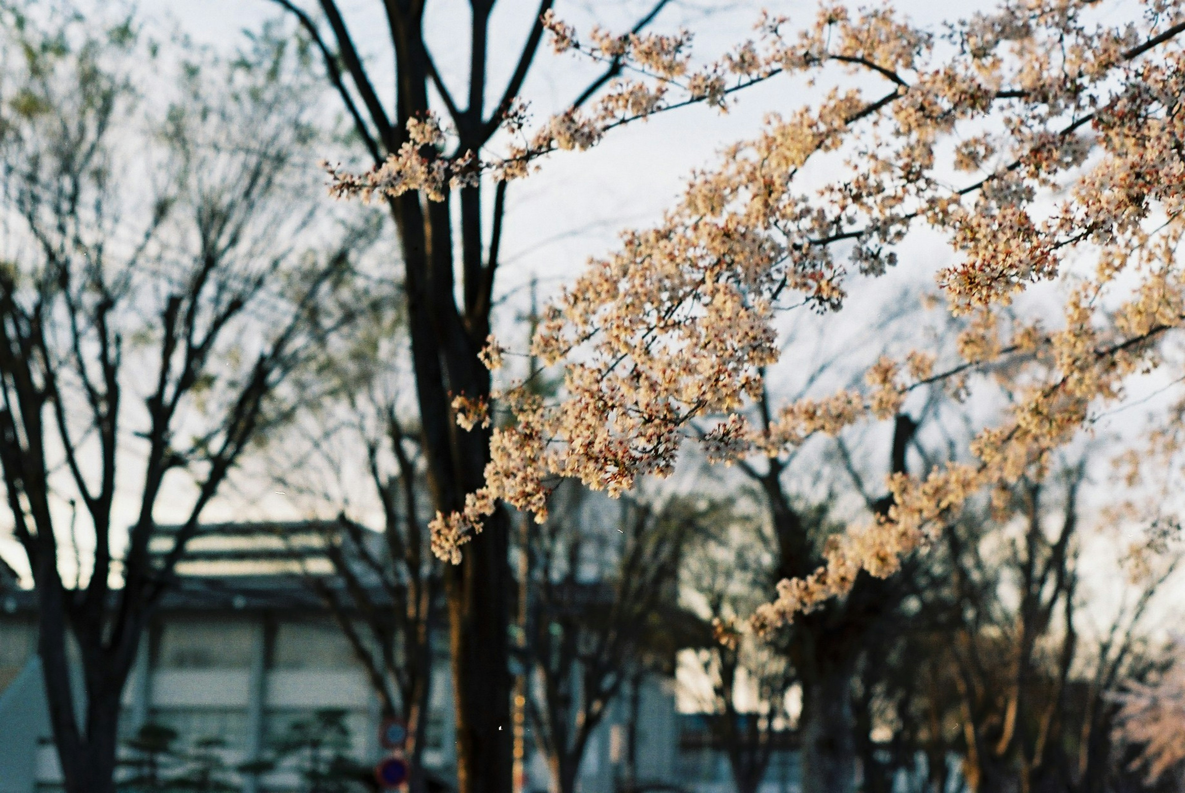 Rami di ciliegio in fiore con alberi sullo sfondo