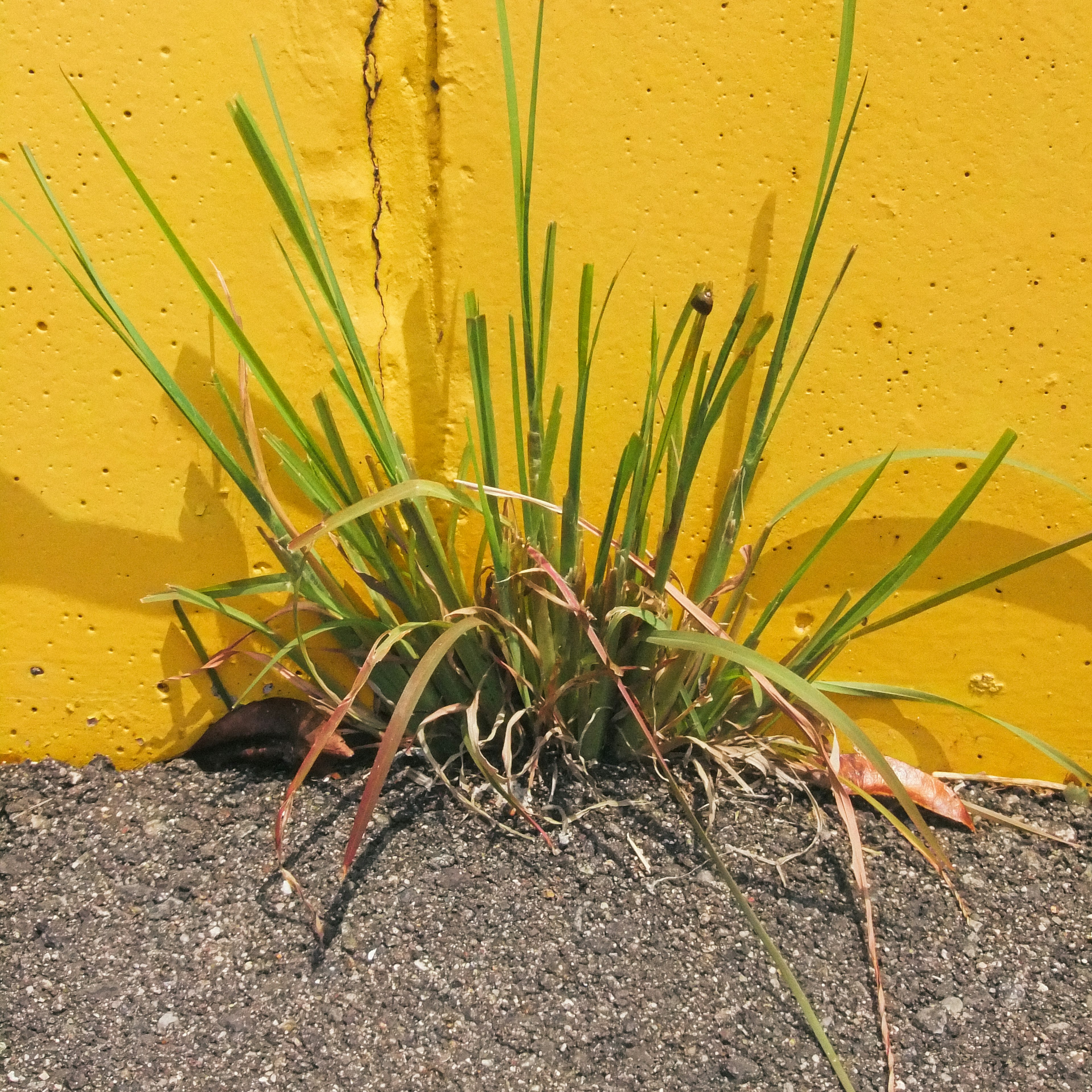 A cluster of green grass growing near a yellow wall