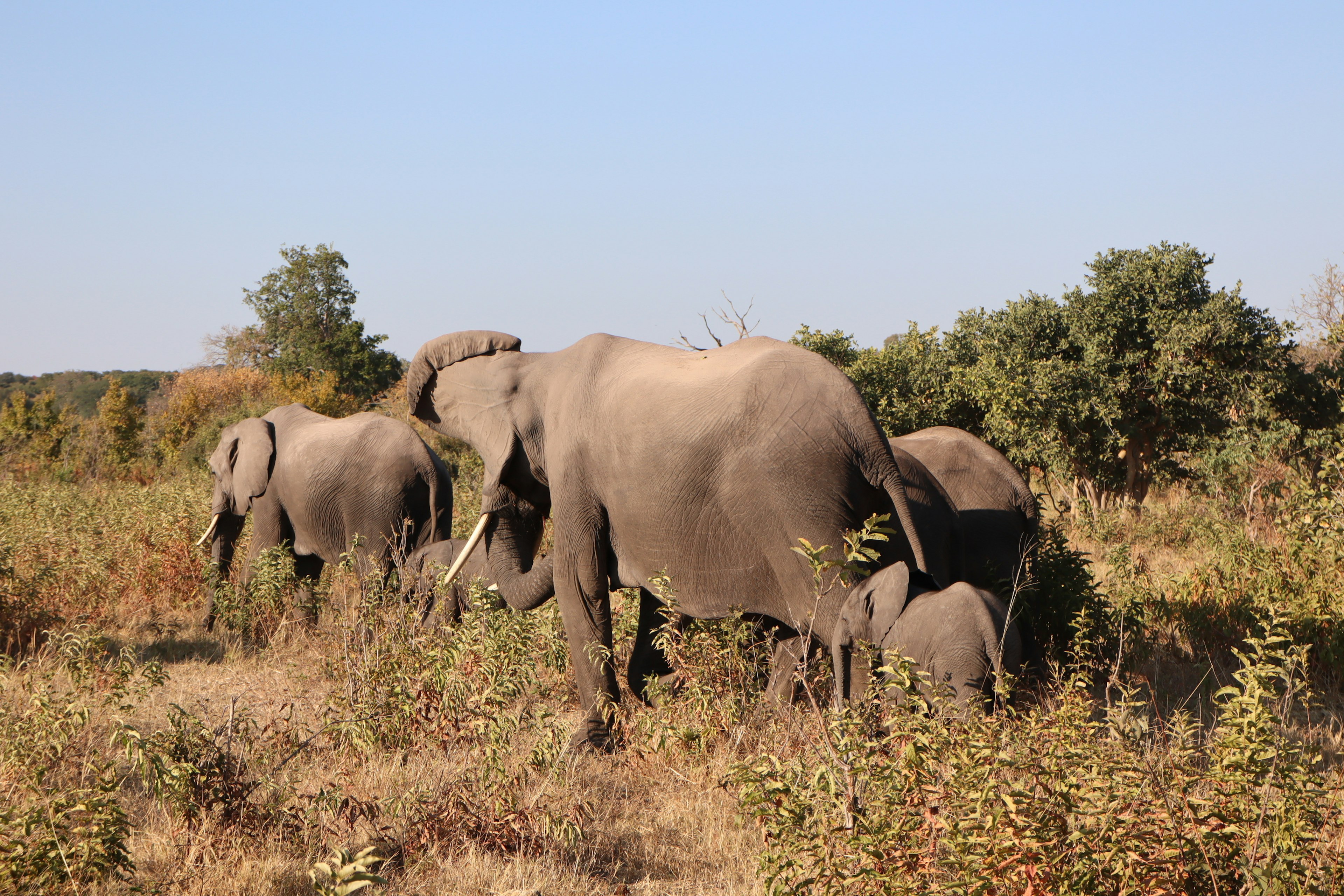 Image d'éléphants dans un environnement de savane