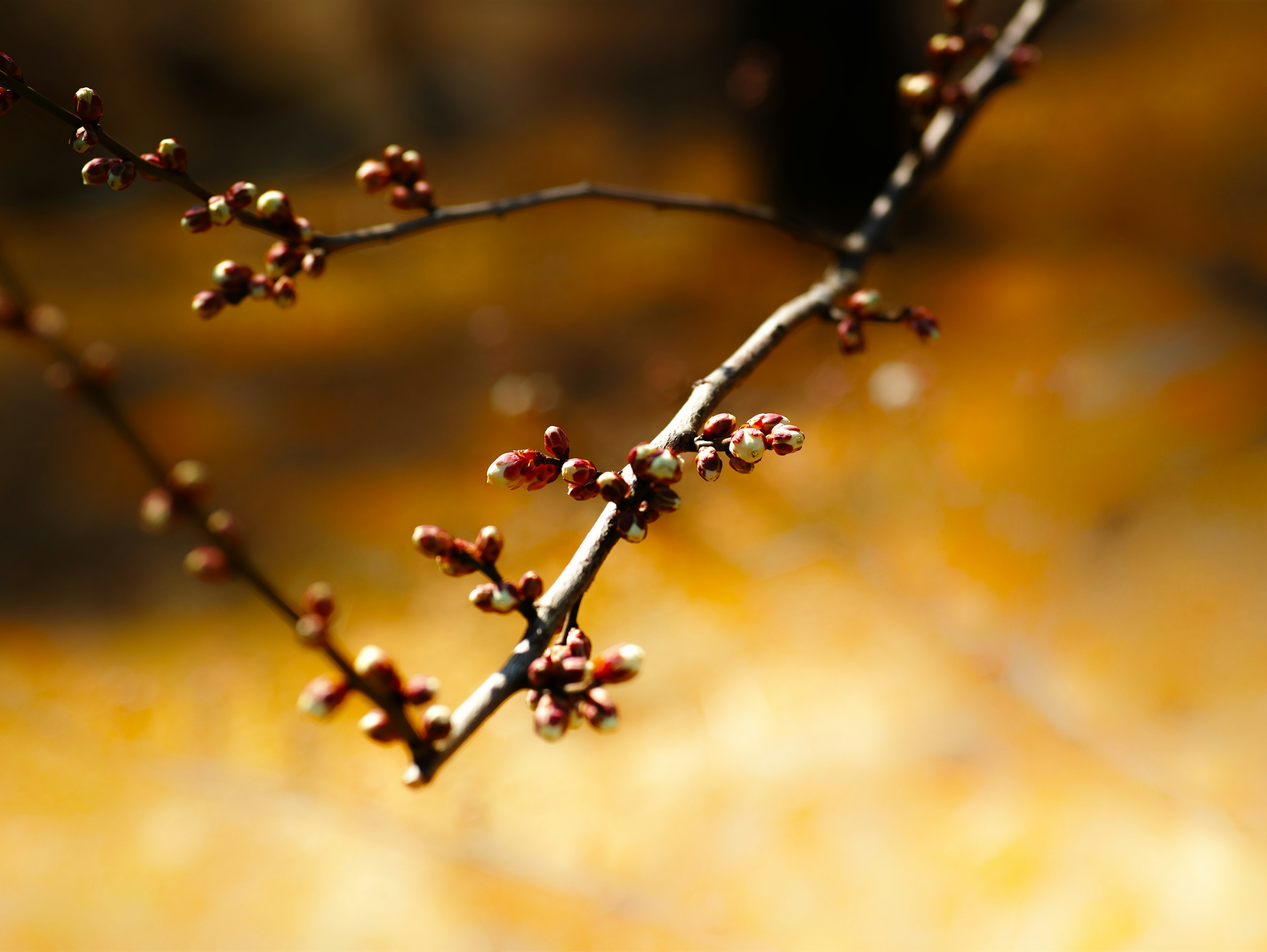 A thin branch with small buds against a blurred yellow background