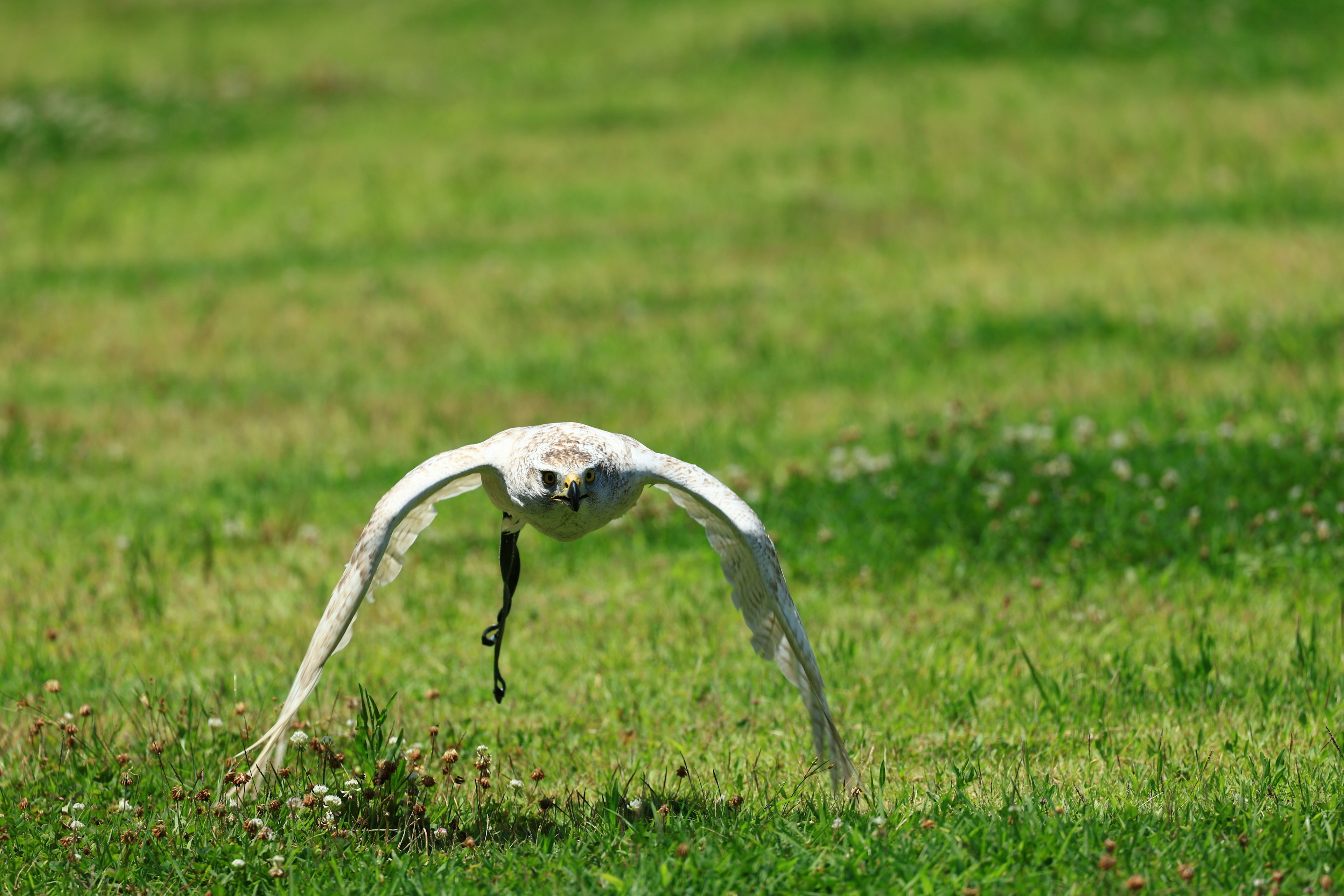 Un oiseau blanc volant au-dessus d'un champ herbeux