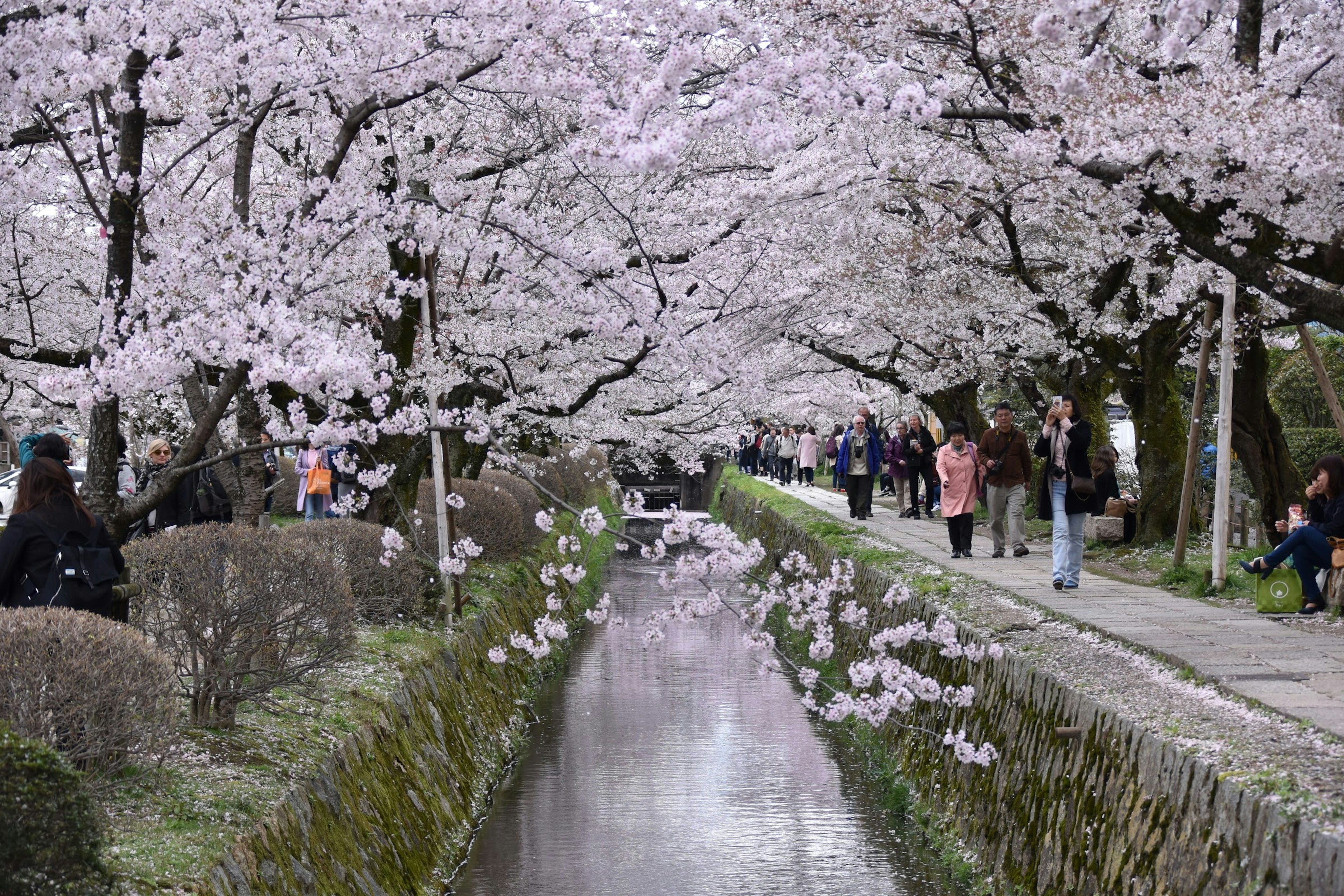 樱花树沿着小路和运河的风景，有人们在散步