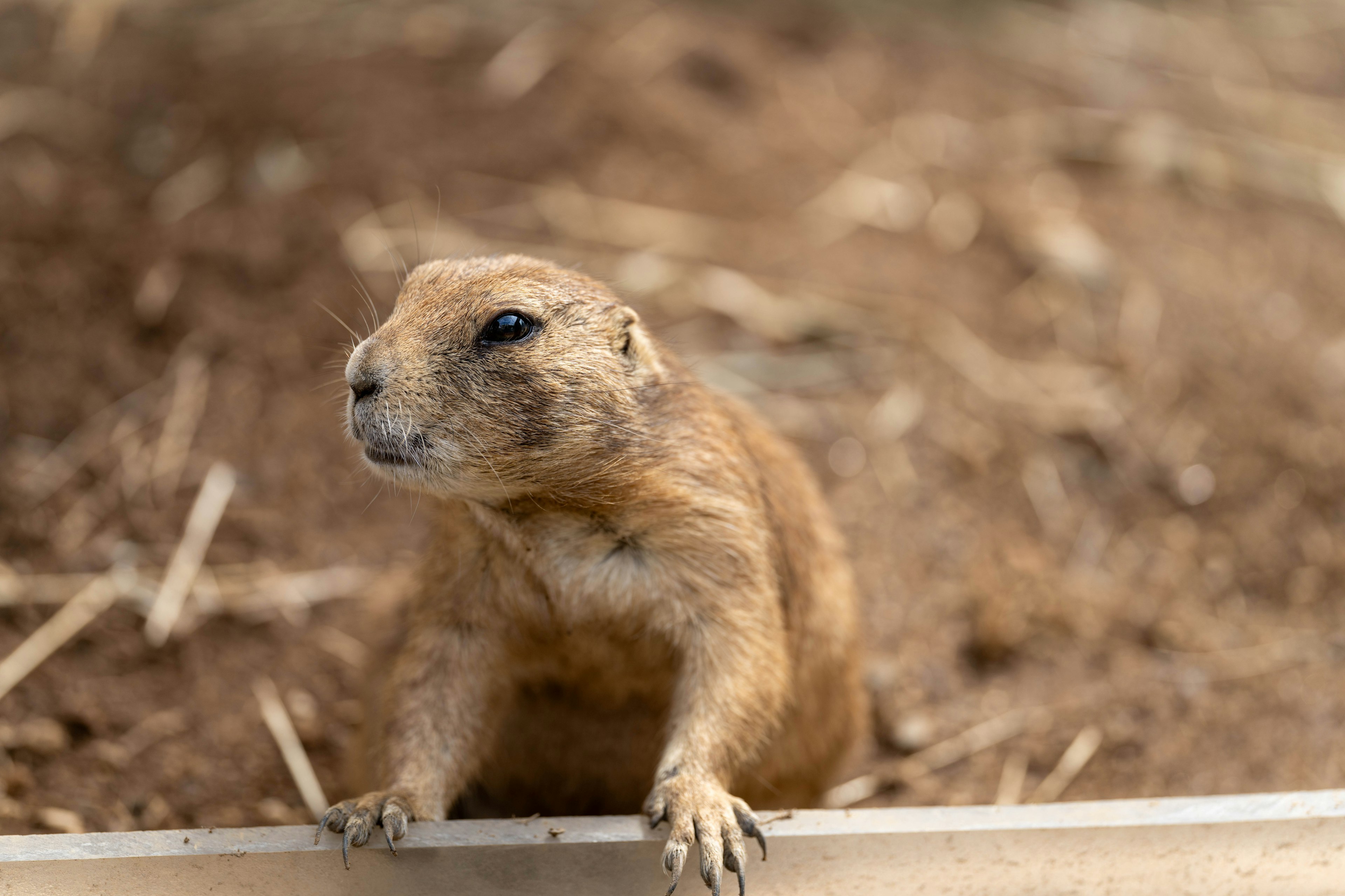 Close-up of a prairie dog peeking out from the ground