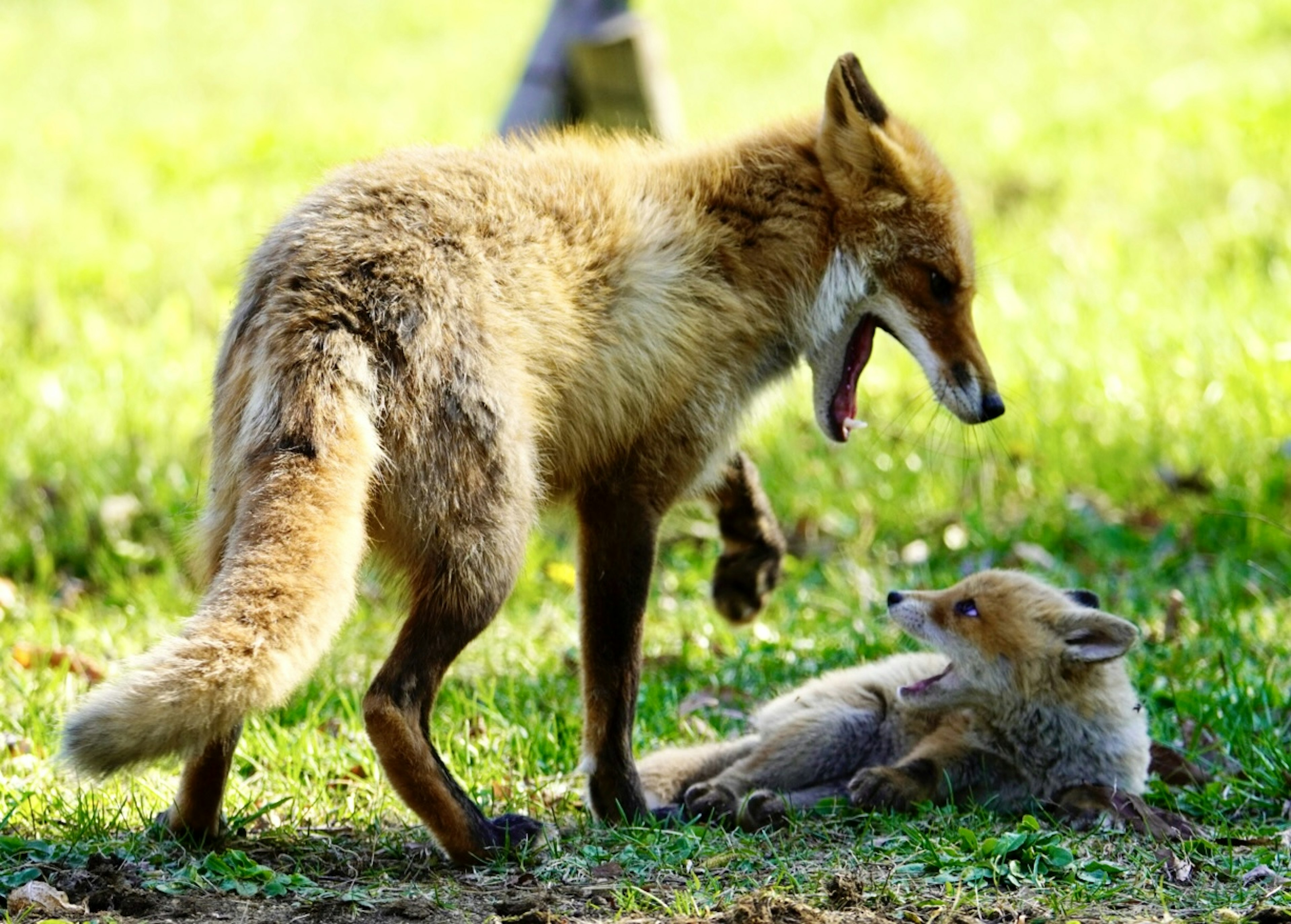 Ein Fuchs, der gähnt, während er über einem spielenden Fuchswelpen auf grünem Gras steht