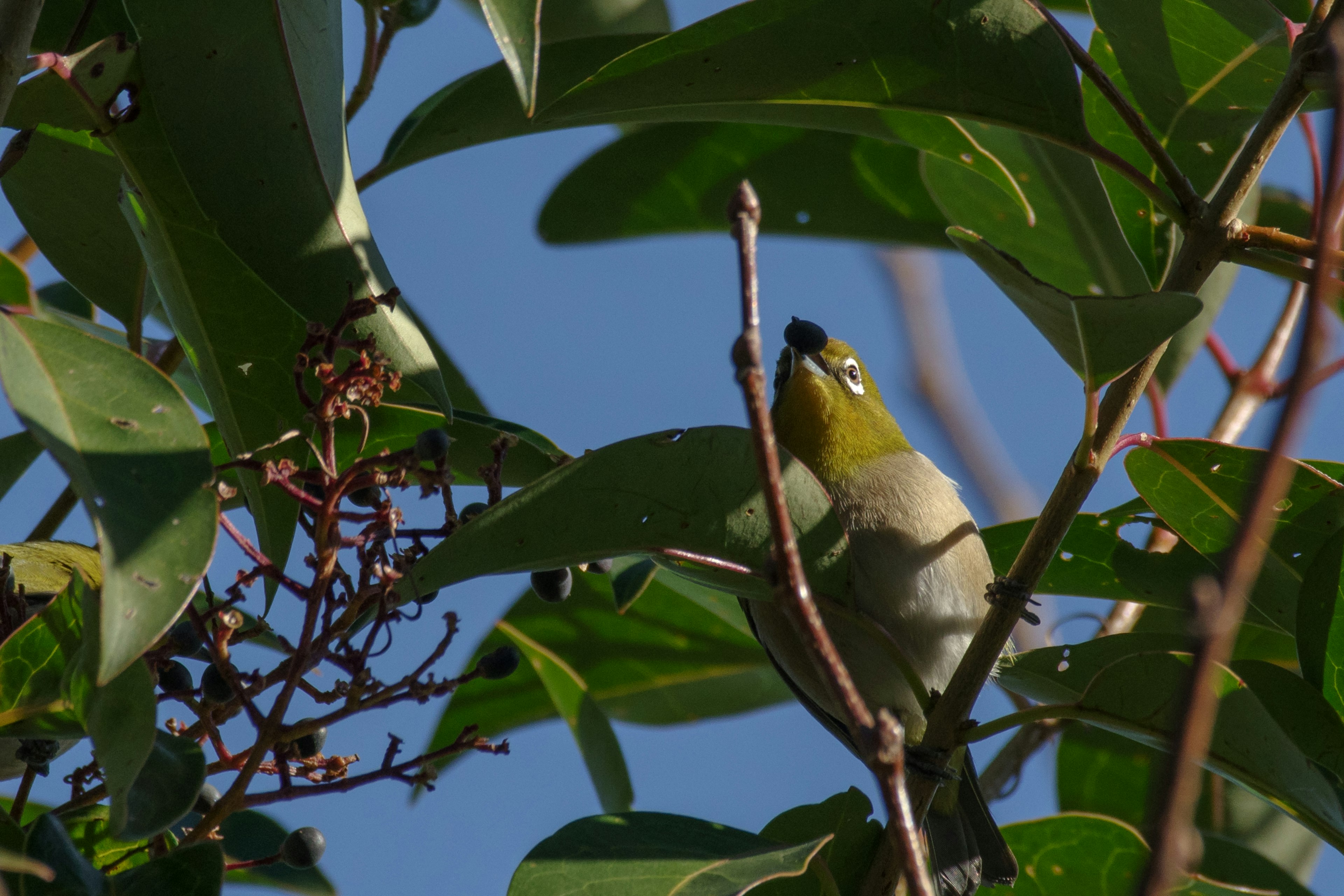 Petit oiseau parmi les feuilles vertes et le ciel bleu