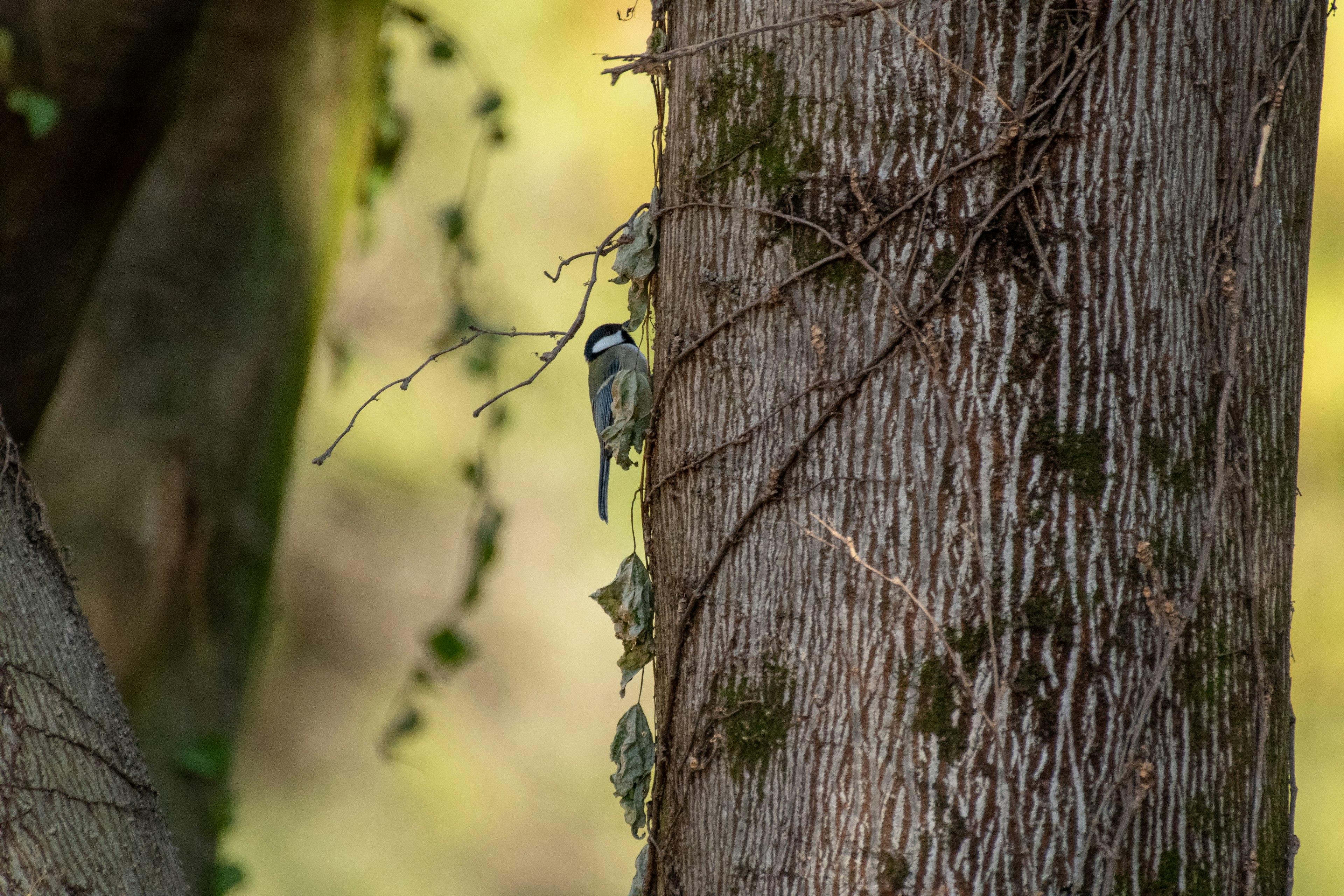 Un pequeño grupo de aves azules posadas en un tronco de árbol rodeado de hojas verdes