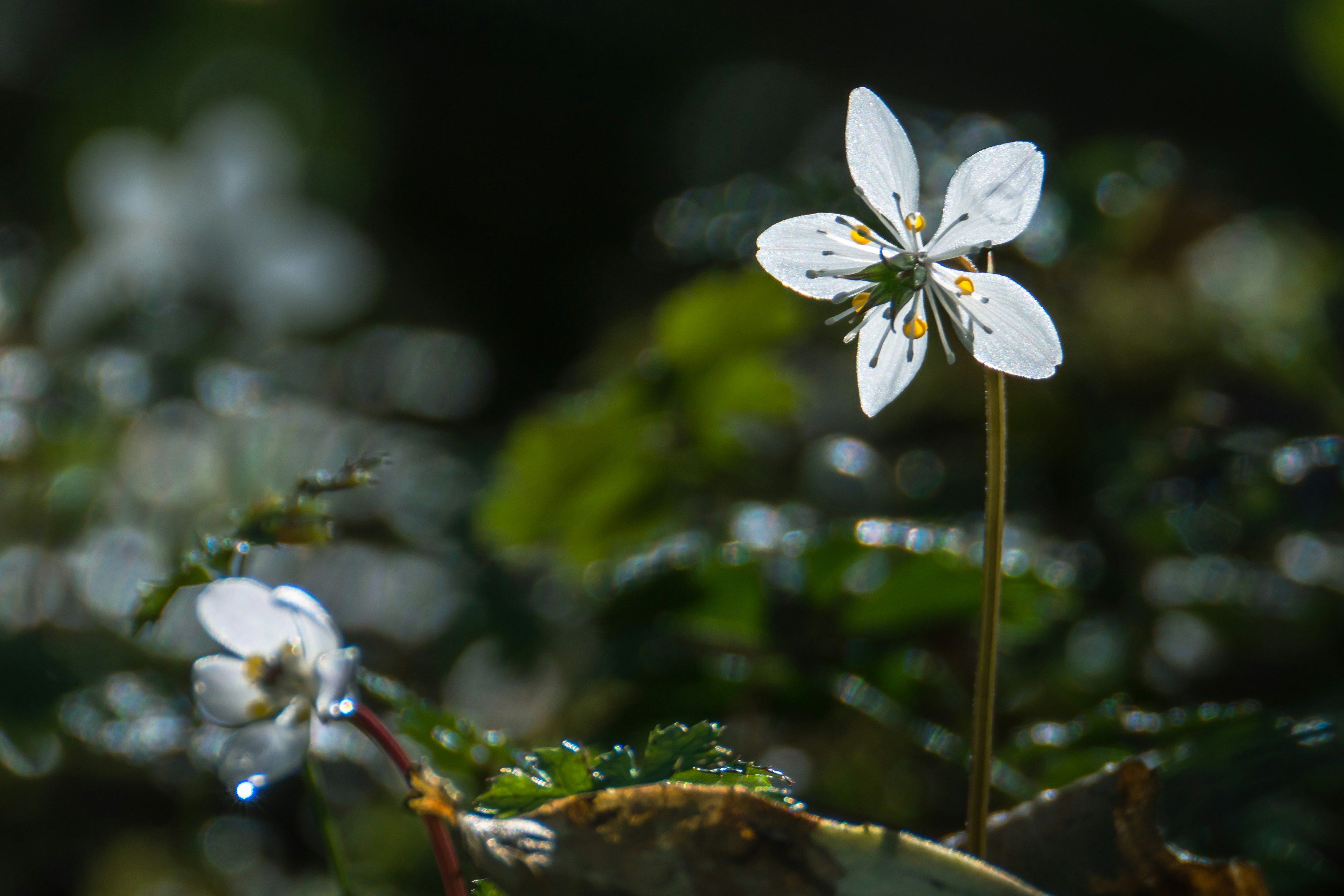 白い花が緑の葉の中に立っている